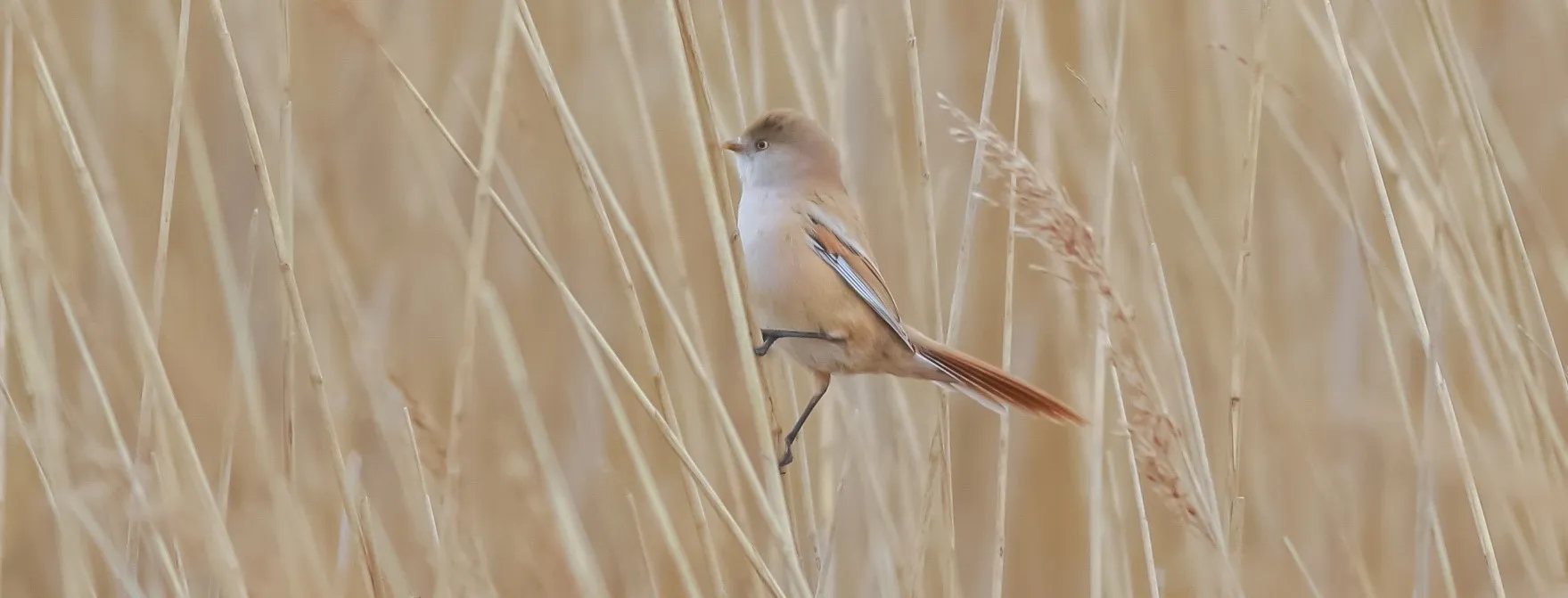 Bearded Tits (Bearded Reedlings) in Colour