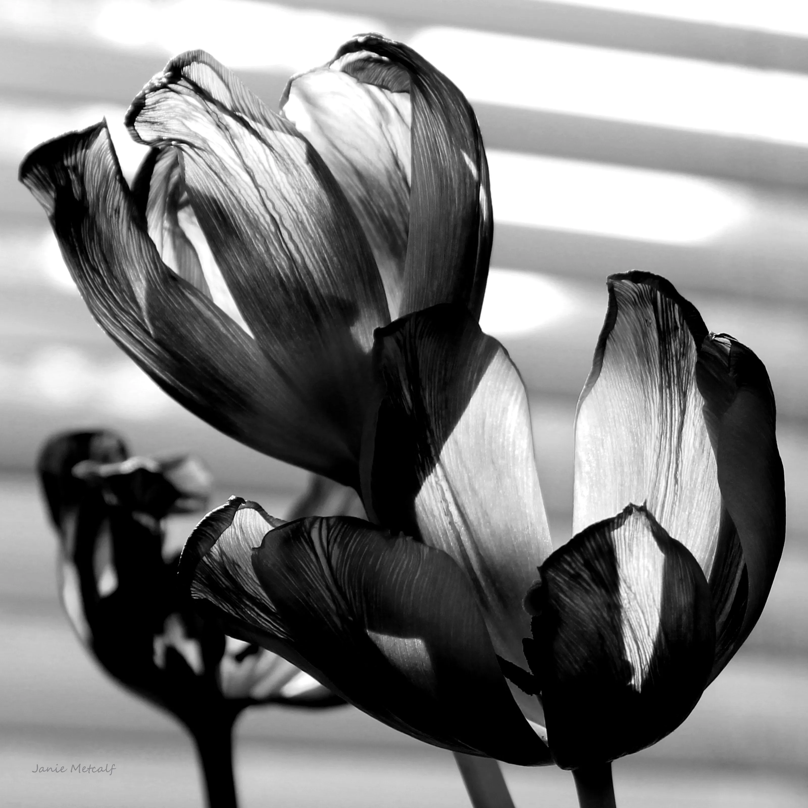 Flowers In Black and White