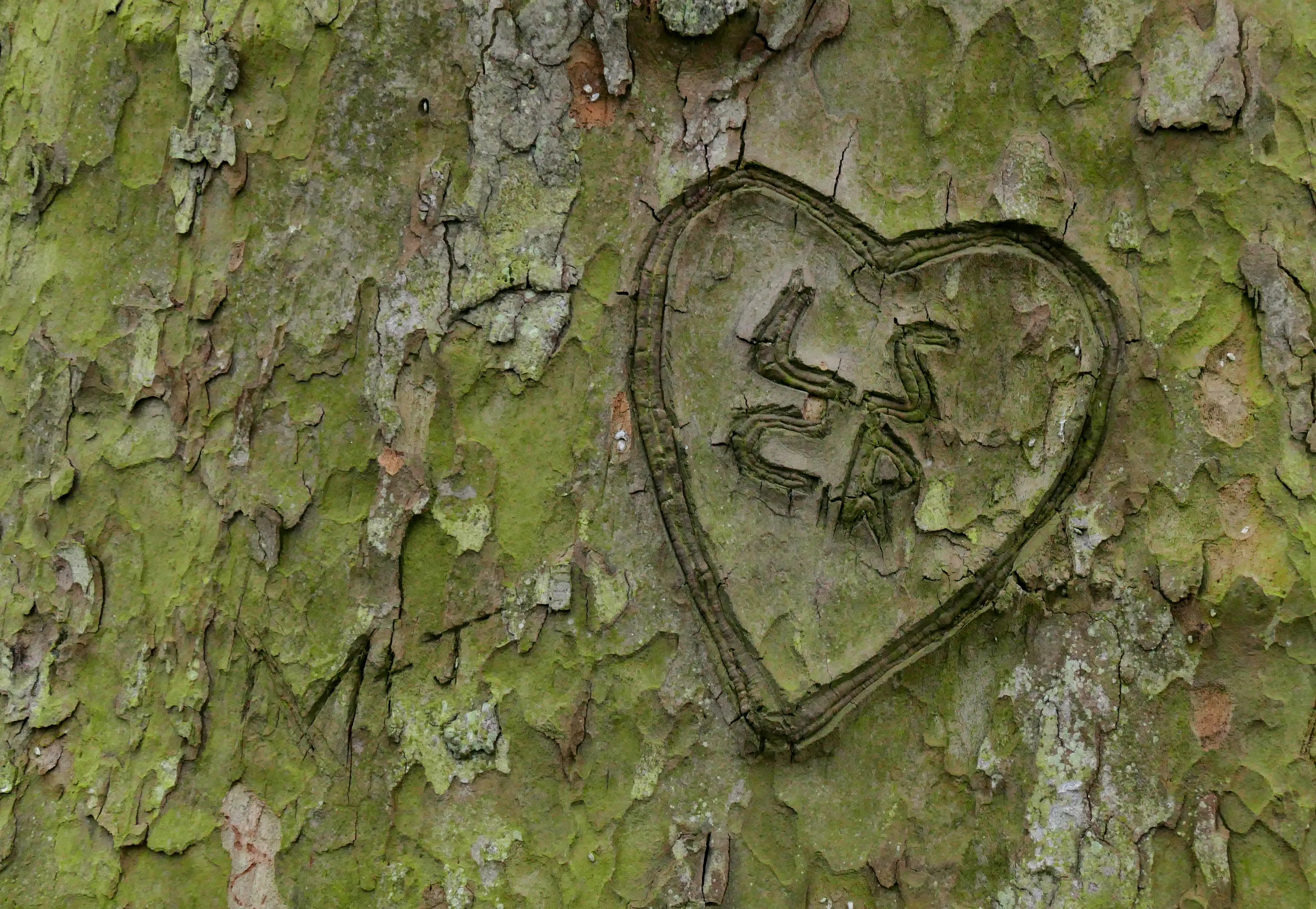 Names and Initials Carved In Wood