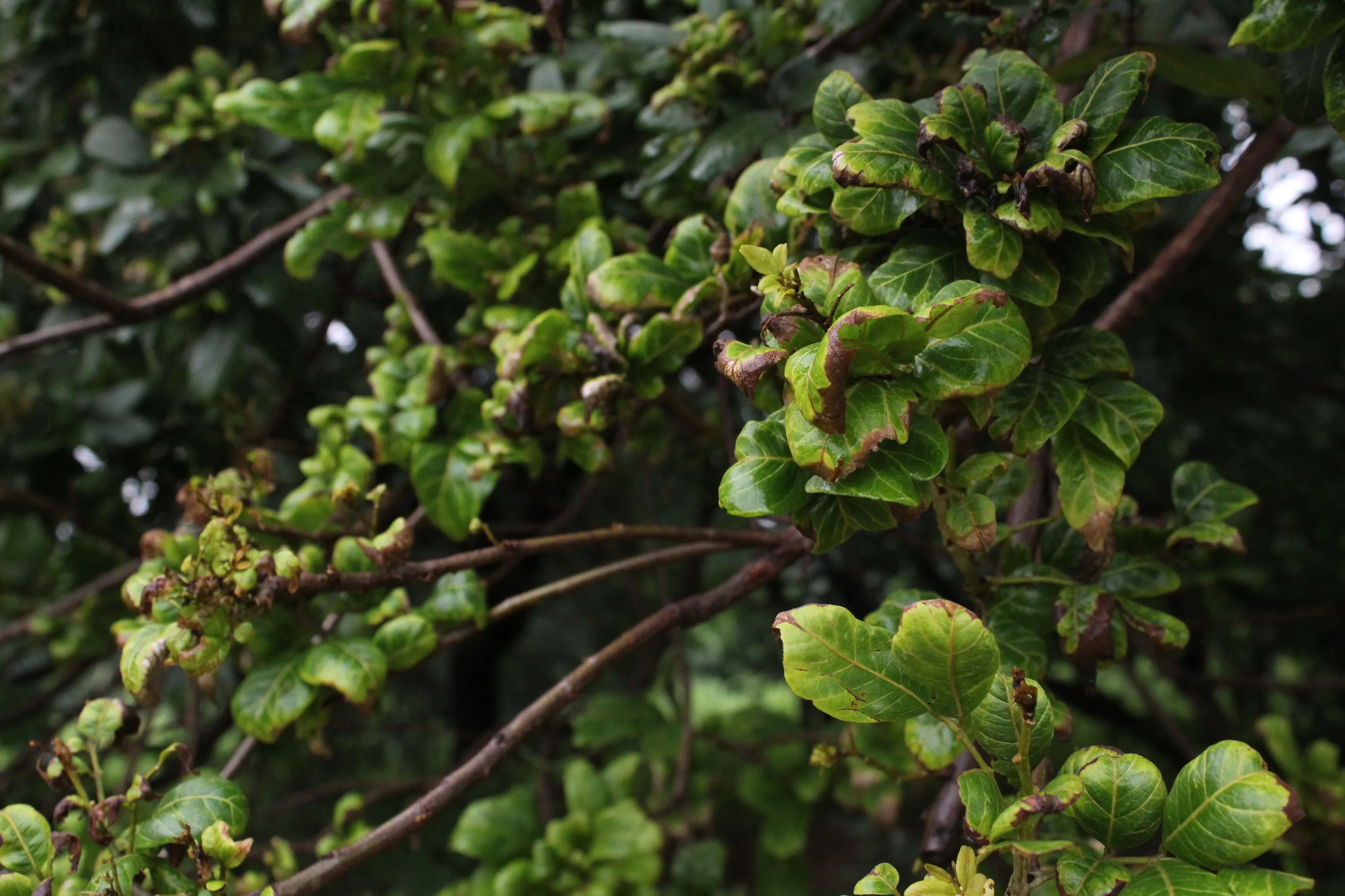 Tree Branches