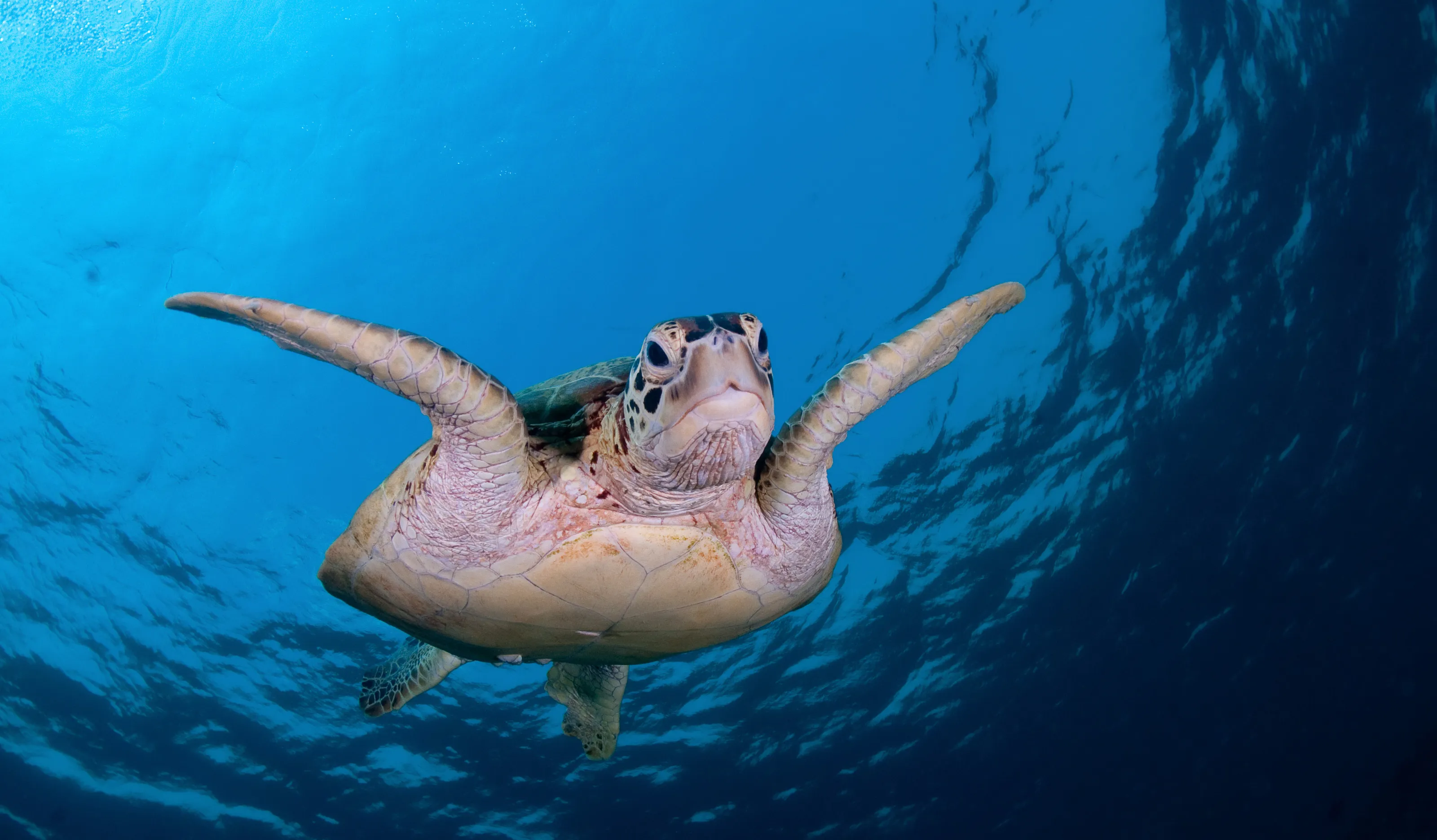 Creatures in water