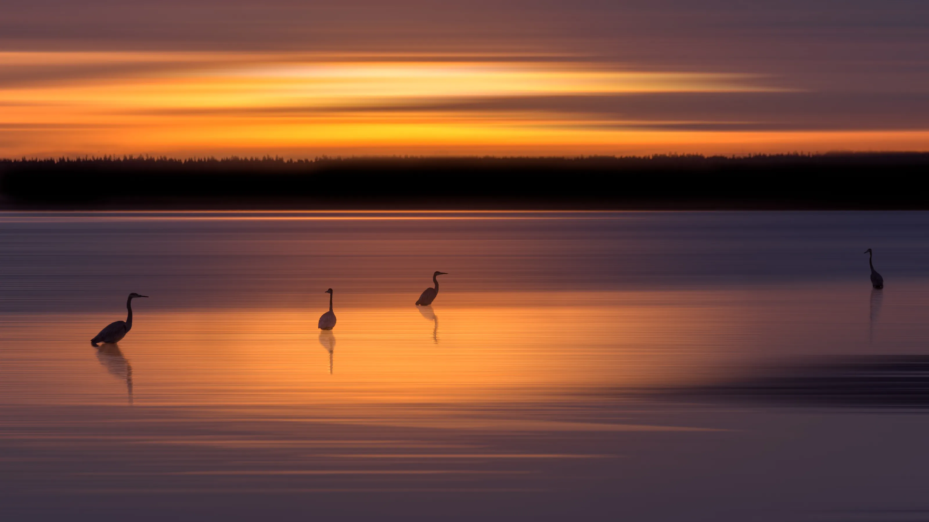 Creatures in water