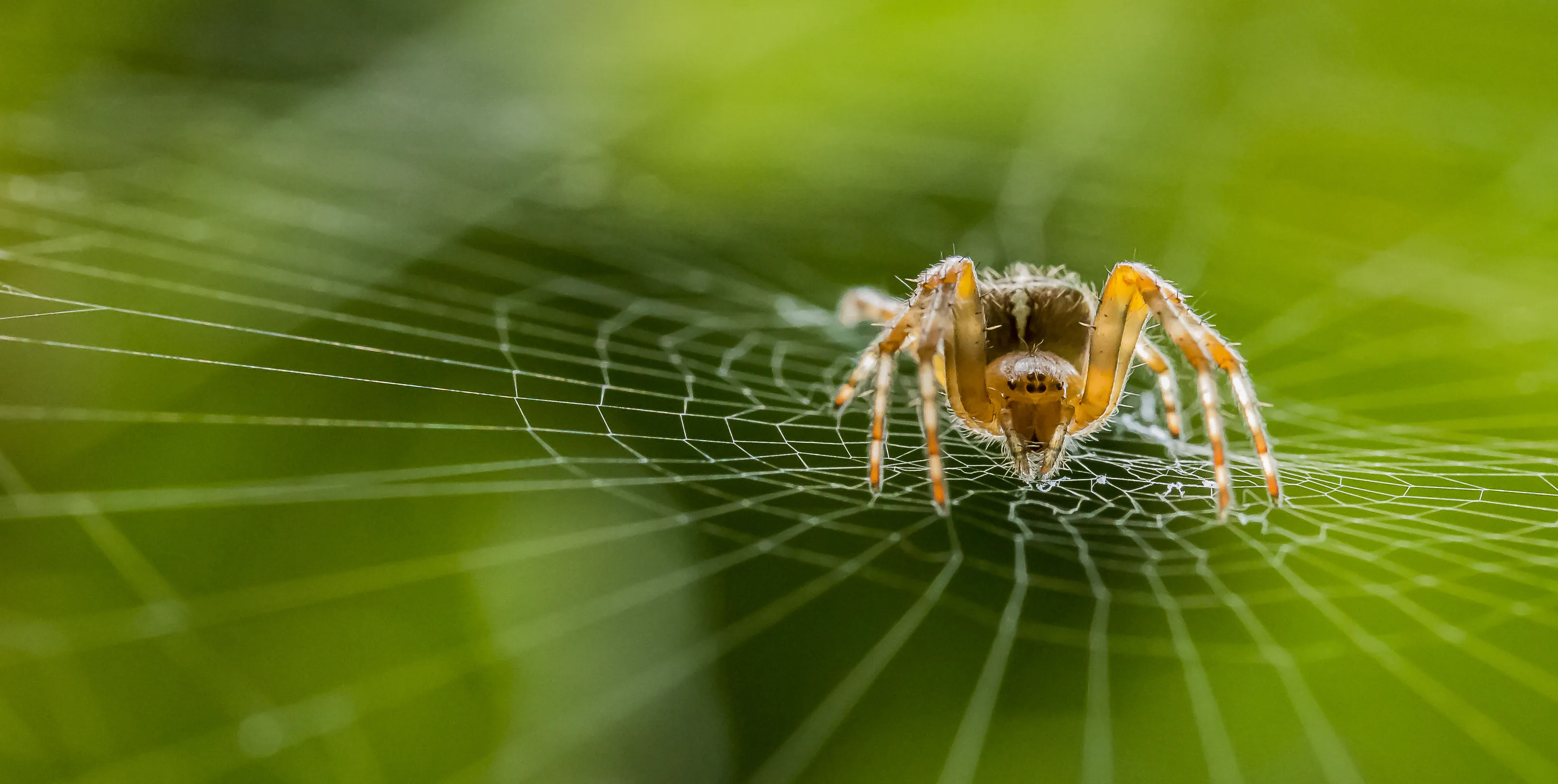 Arachnids