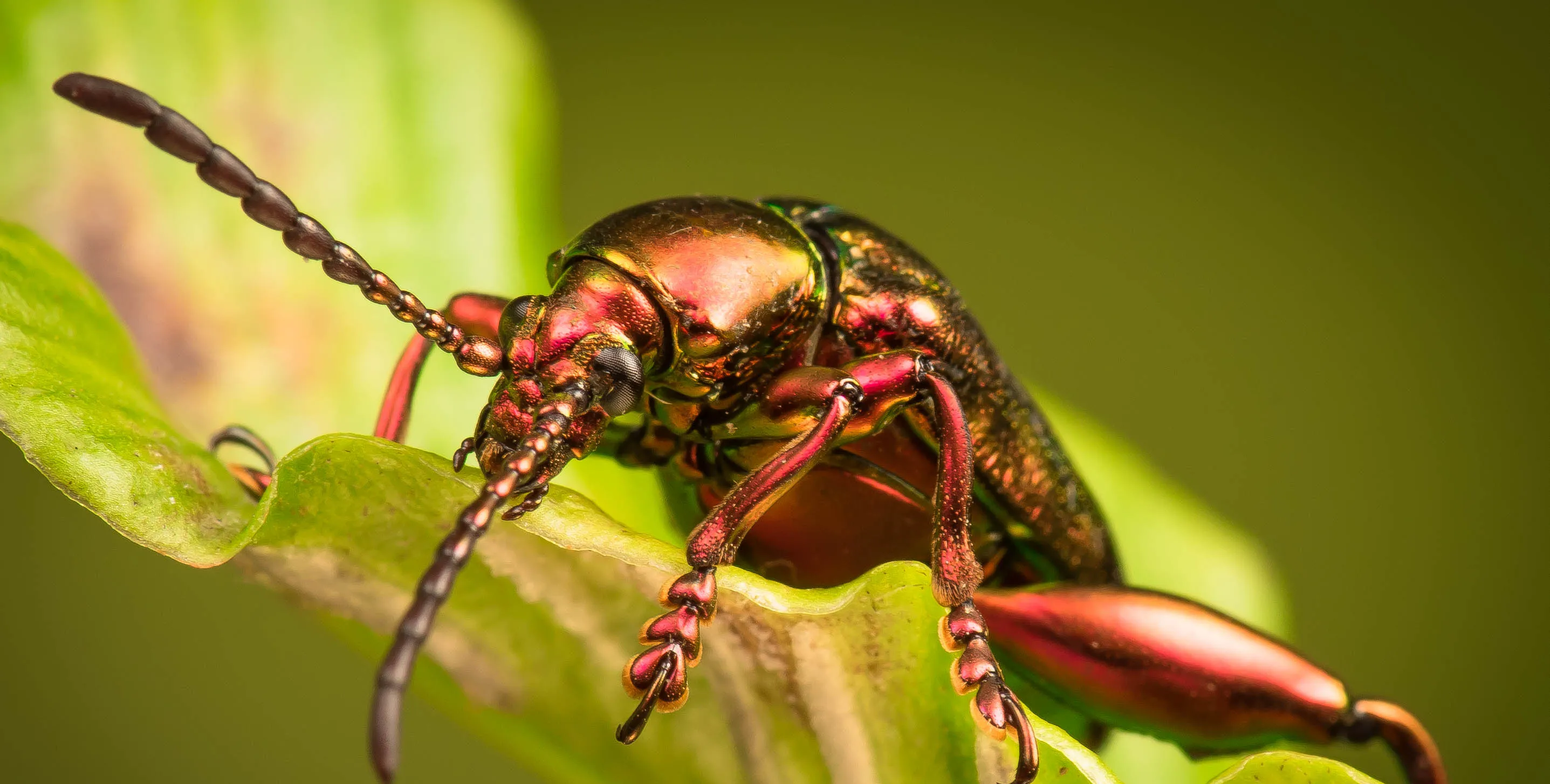 Beetles
