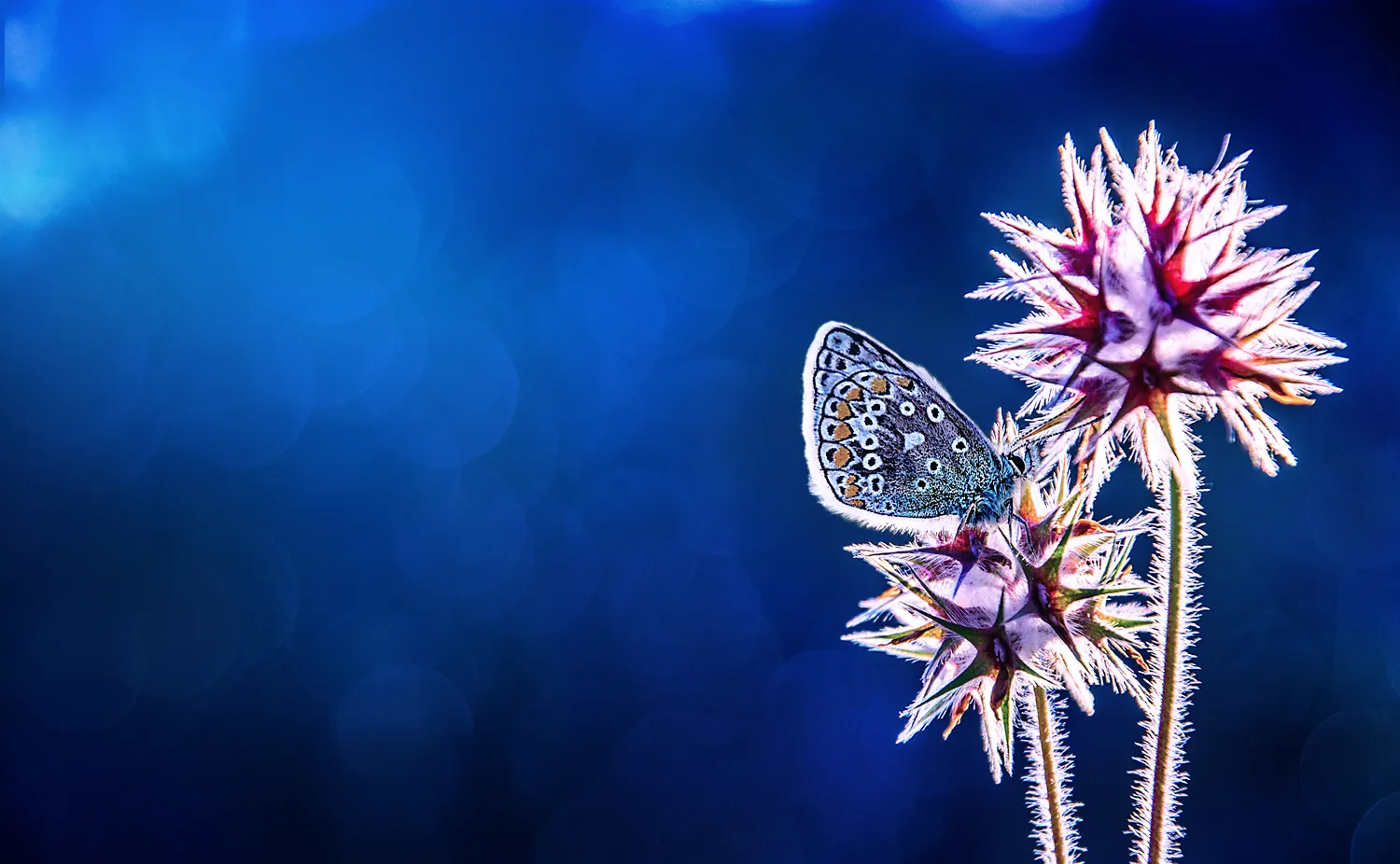 Butterflies and Moths