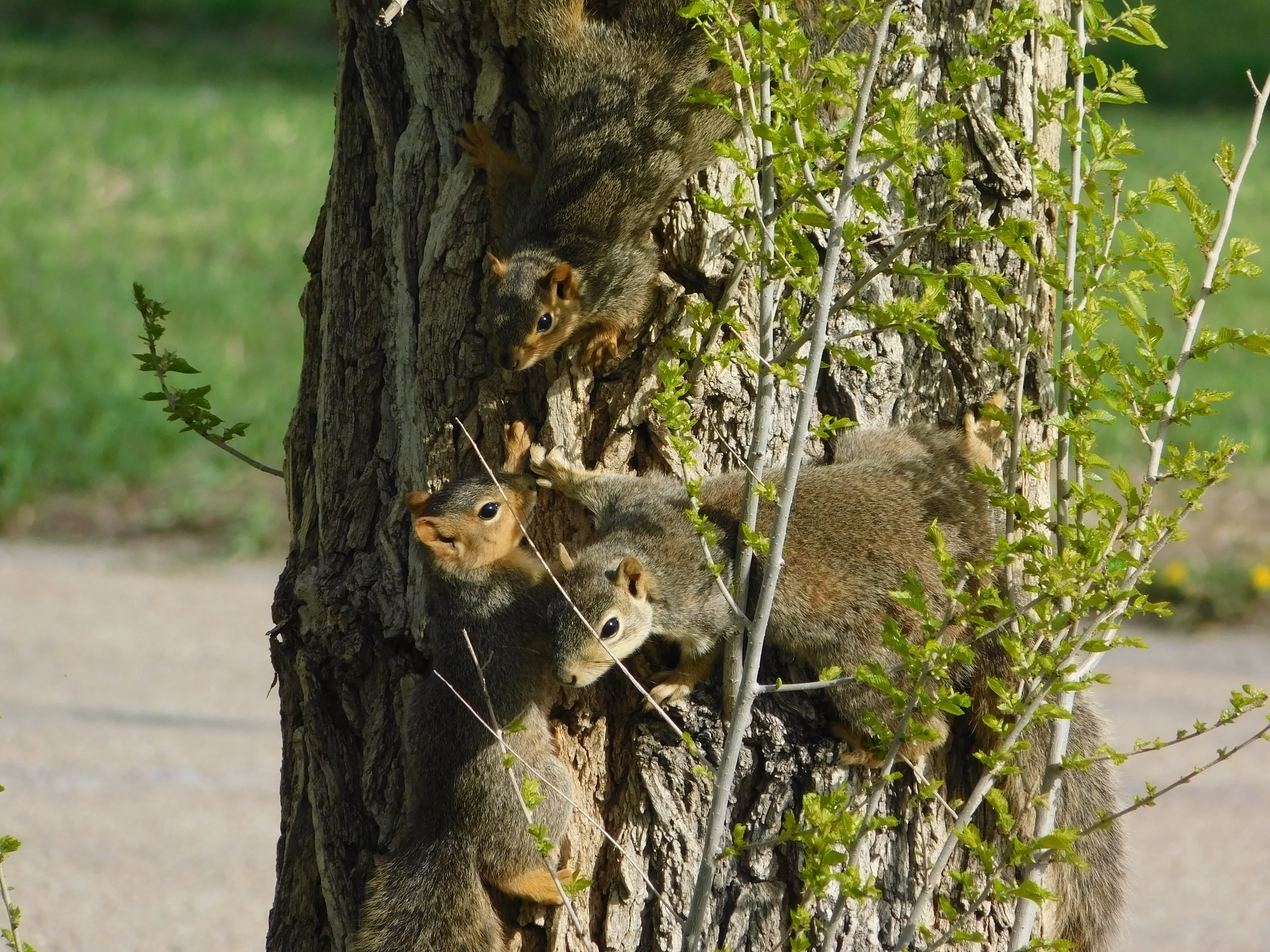 Squirrels