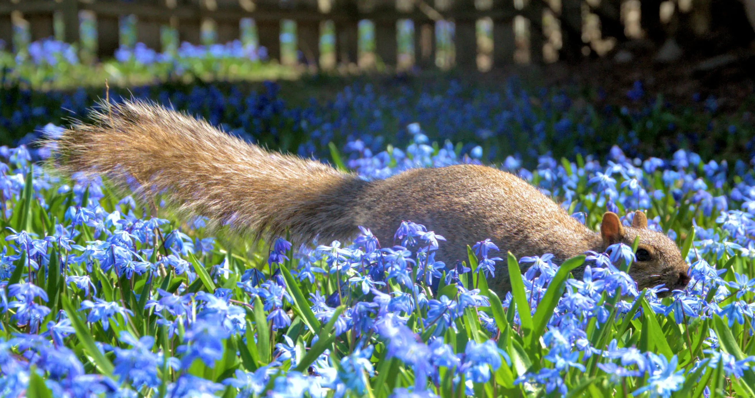 Animals in a Field of Flowers (in colour)
