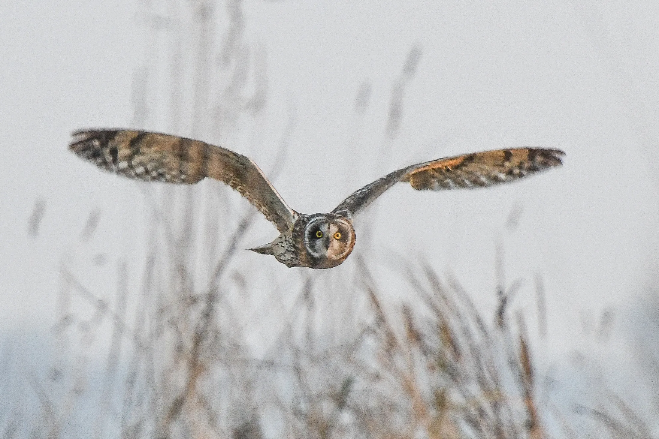 Wild Owls in Flight