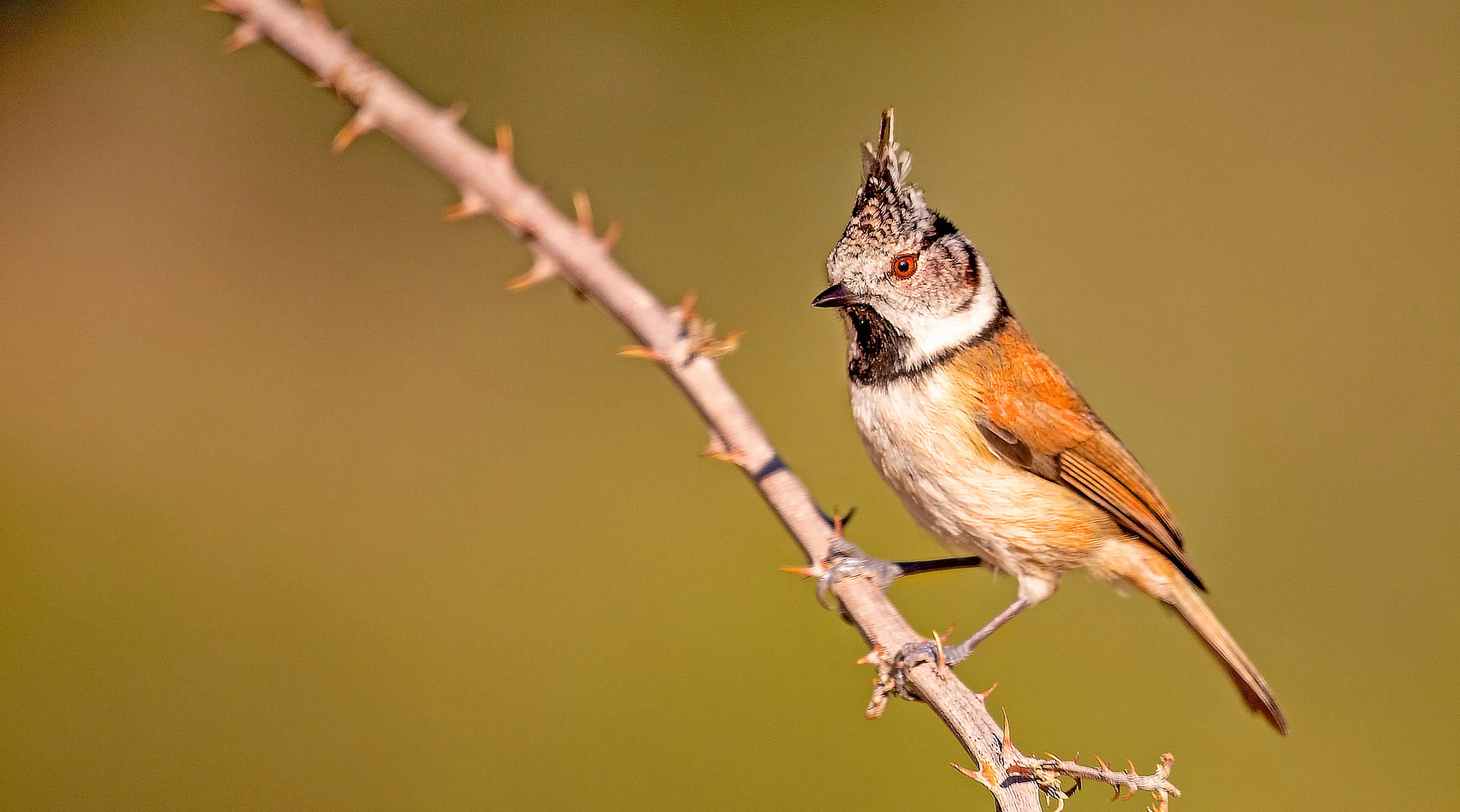 Paridae Birds: Tits, Chickadees and Titmice