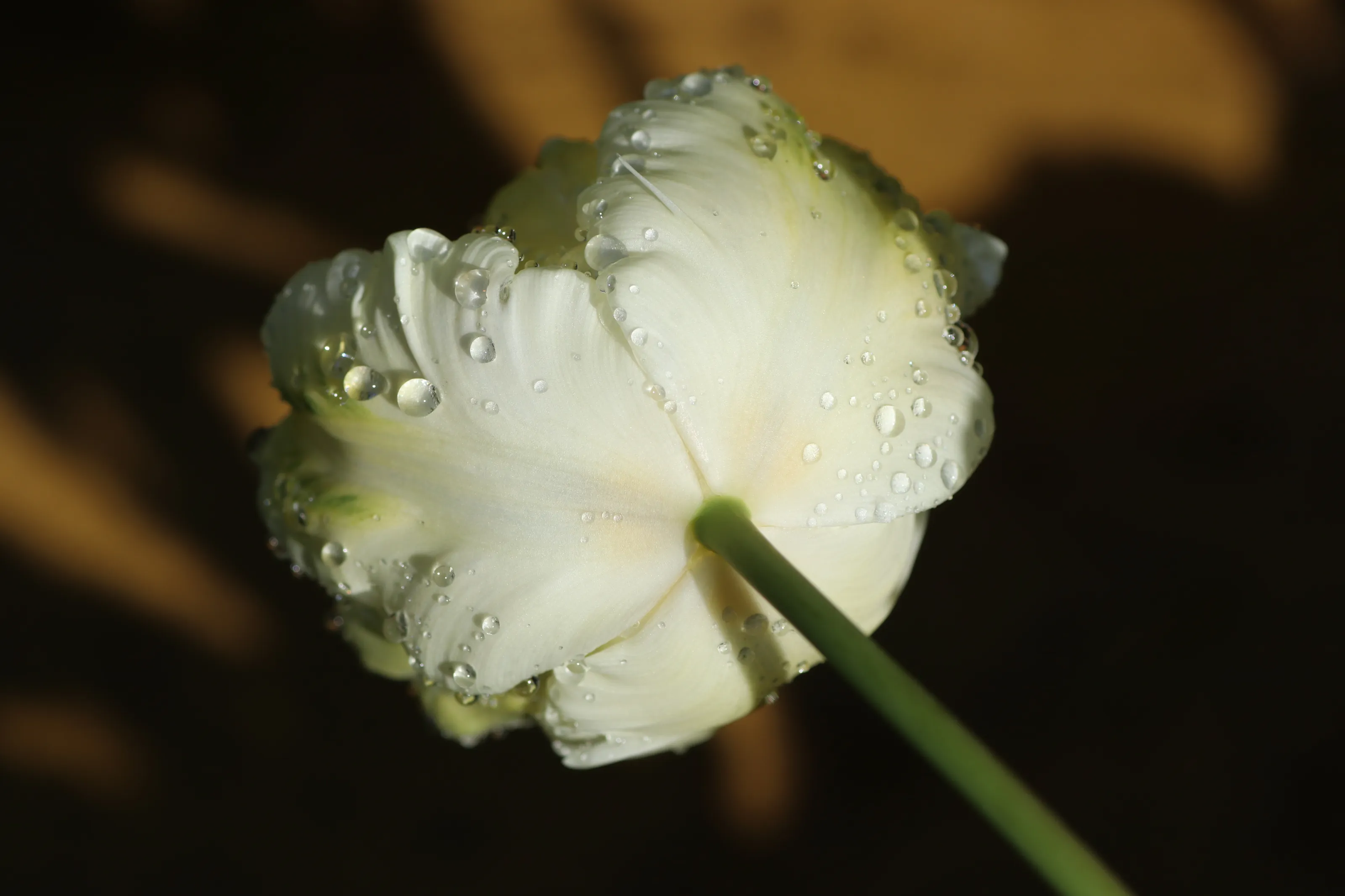 Water Droplets - In Colour
