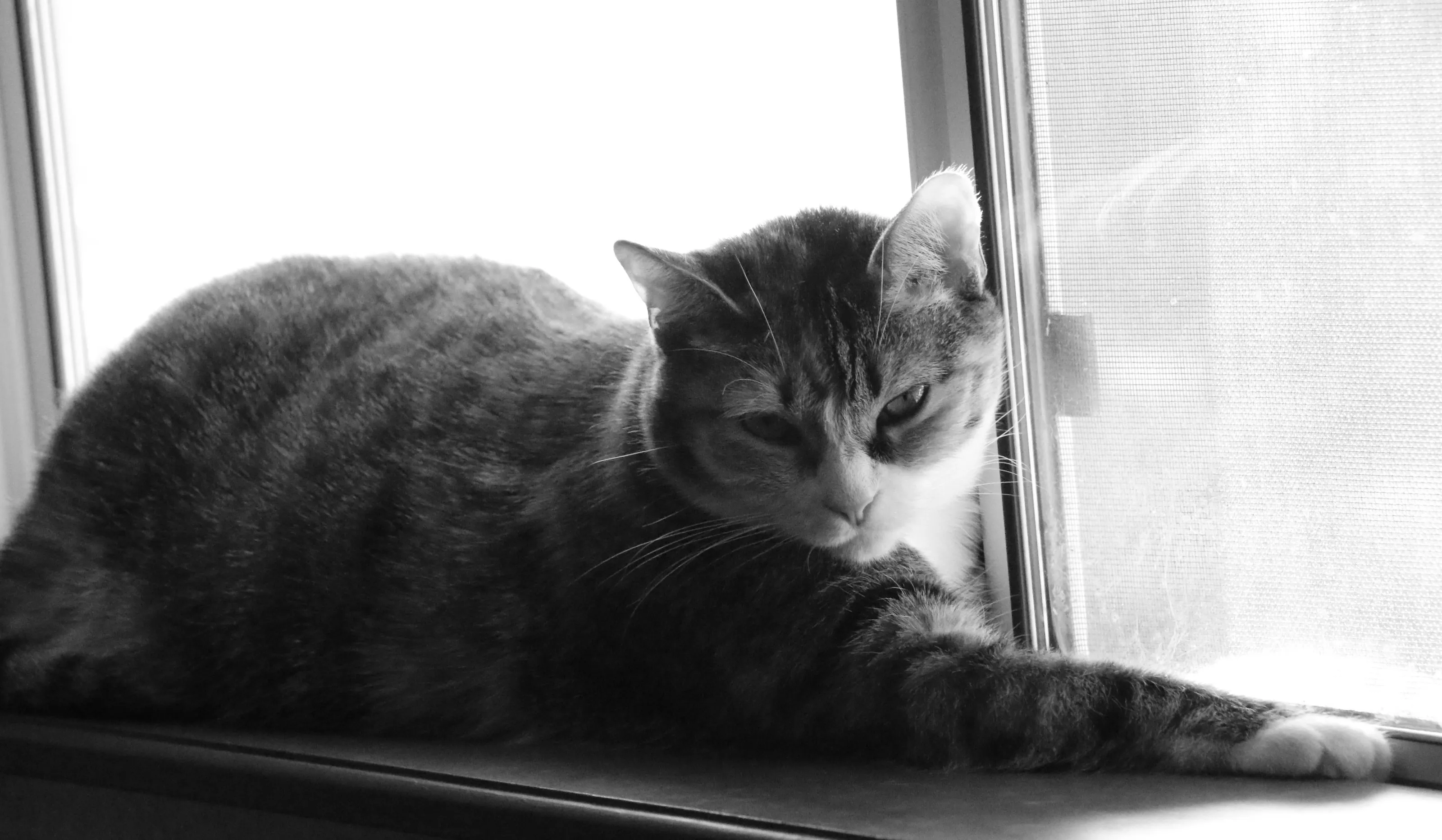 Domesticated Cats in Black and White