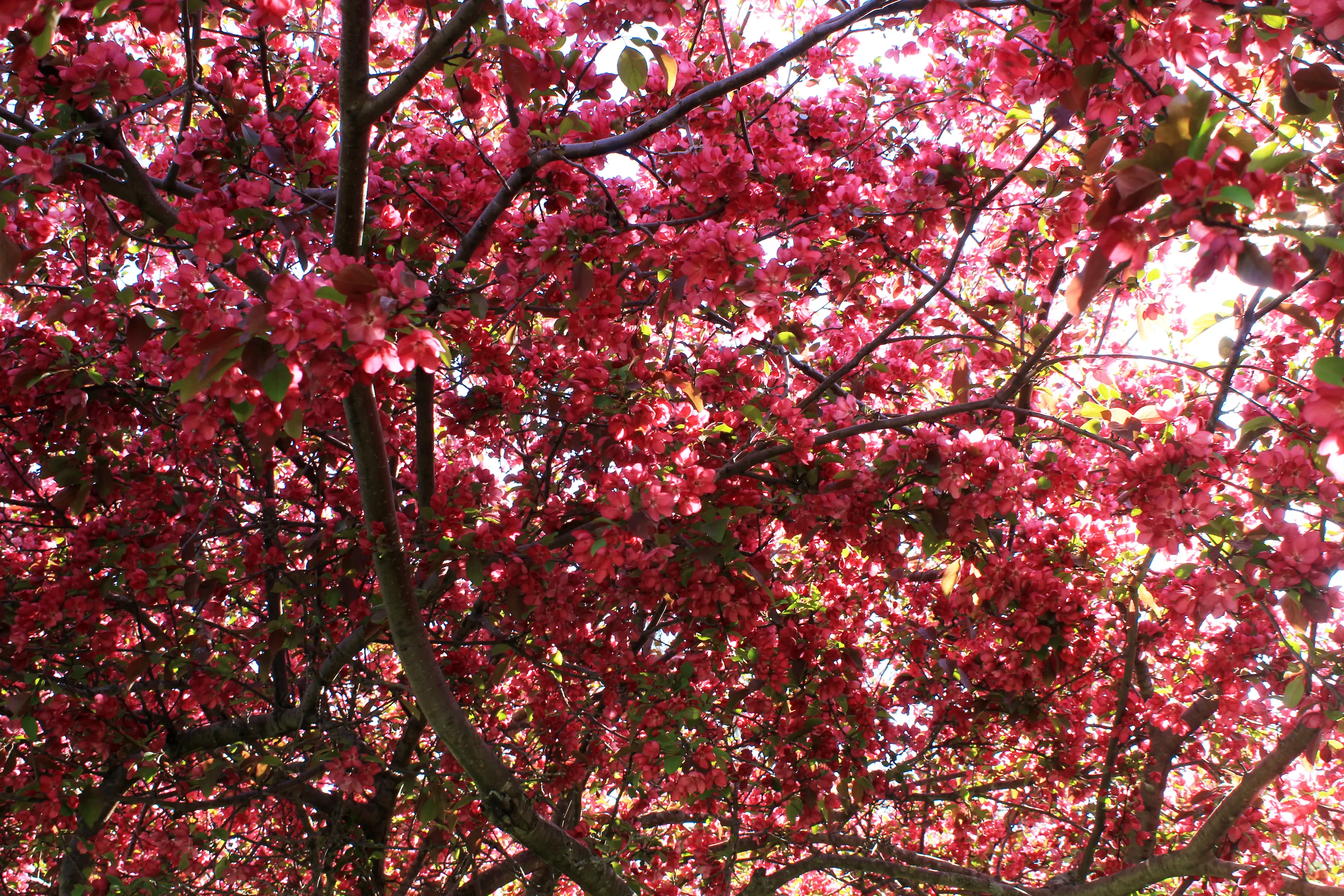 Flowering Trees in Colour