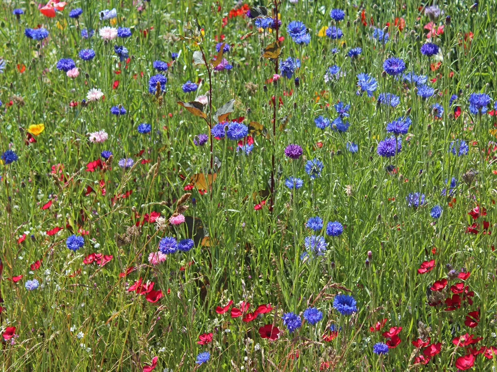 Wild Flowers in Colour