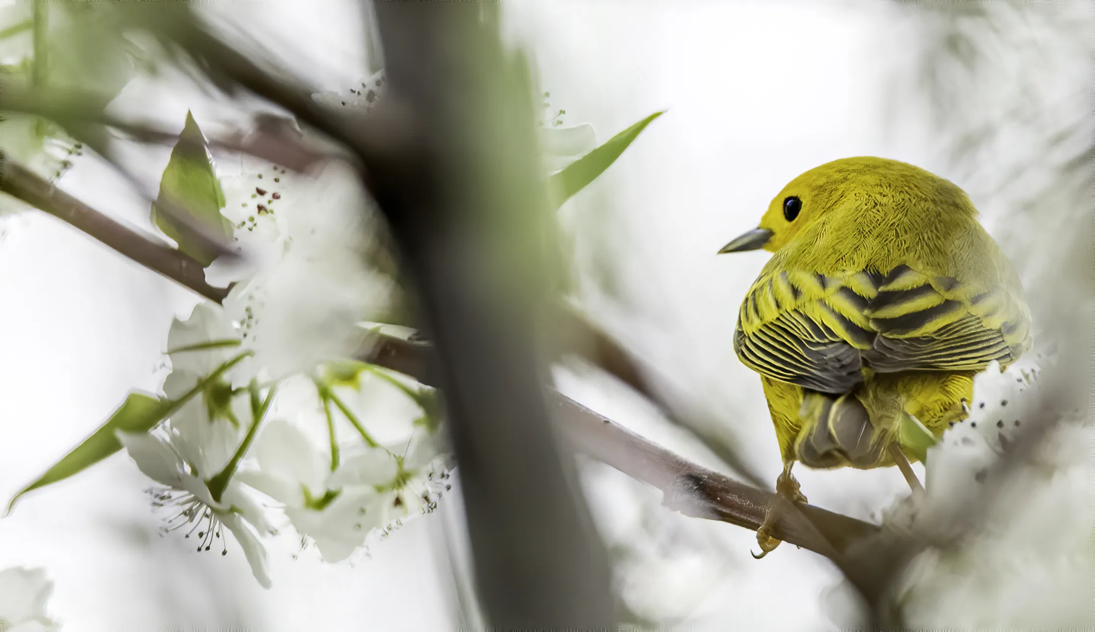 Warblers