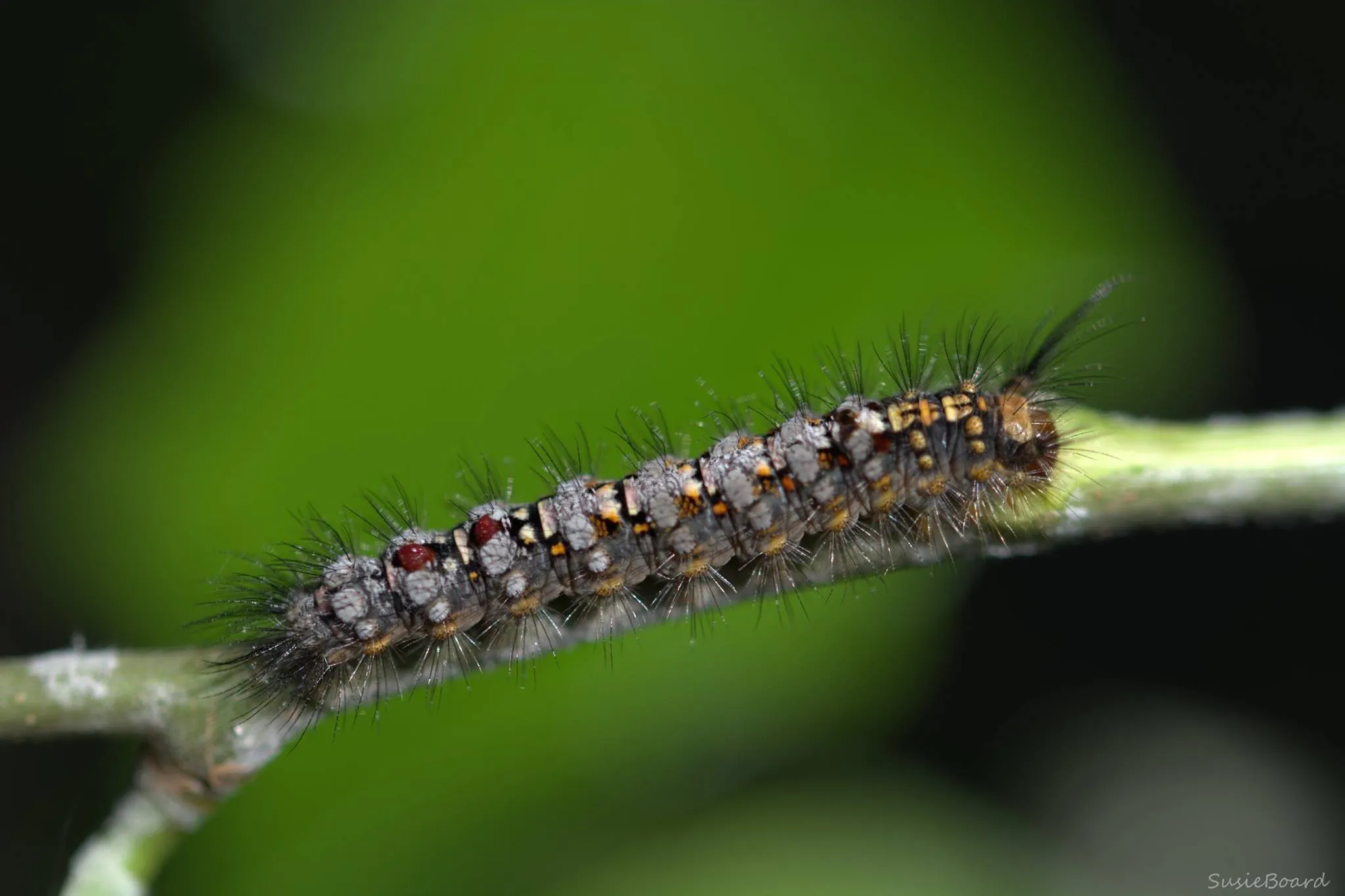 Non-Flying Bugs and Creepy Crawlies (no spiders)