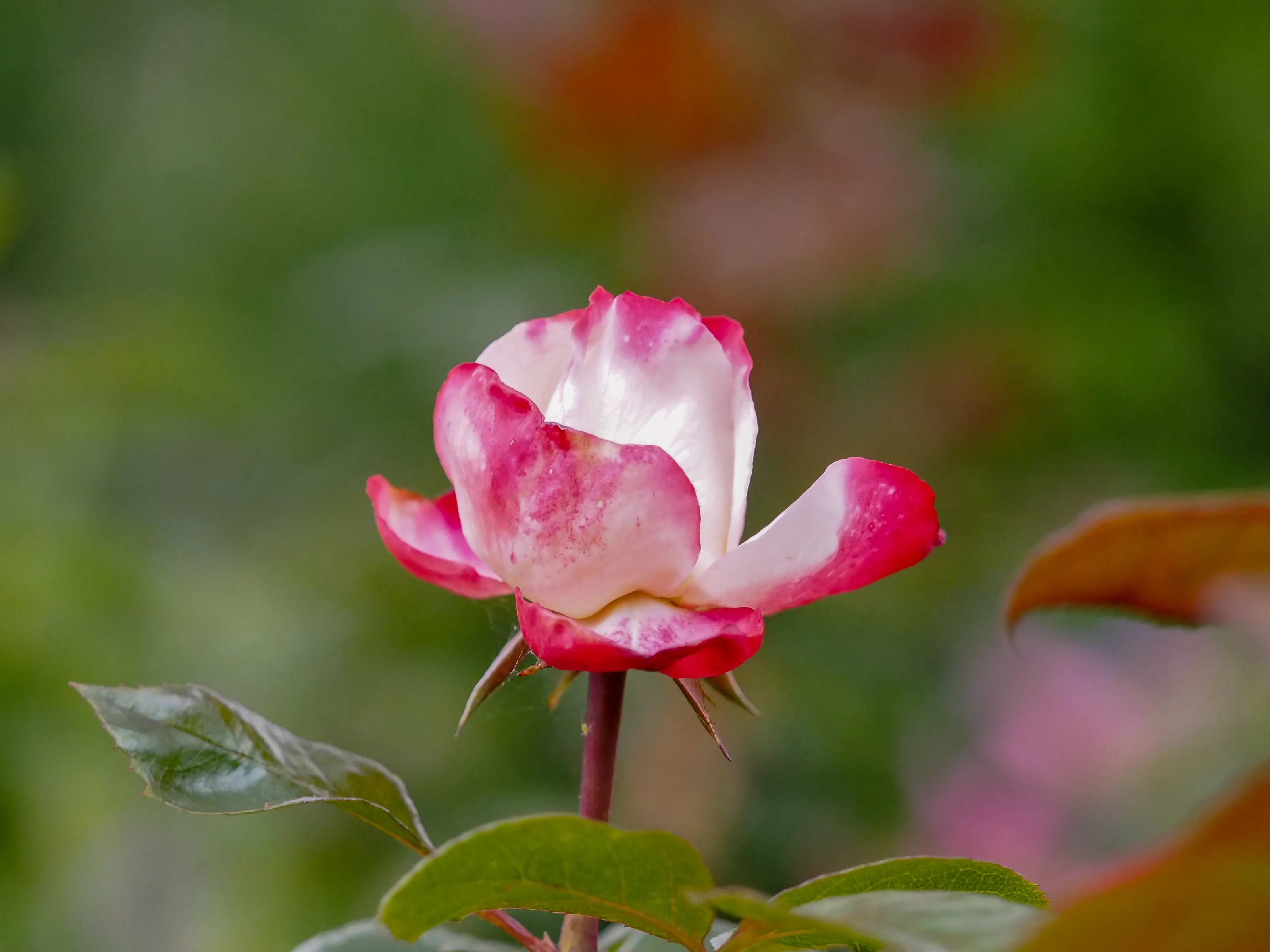 A Single Flower (in colour)