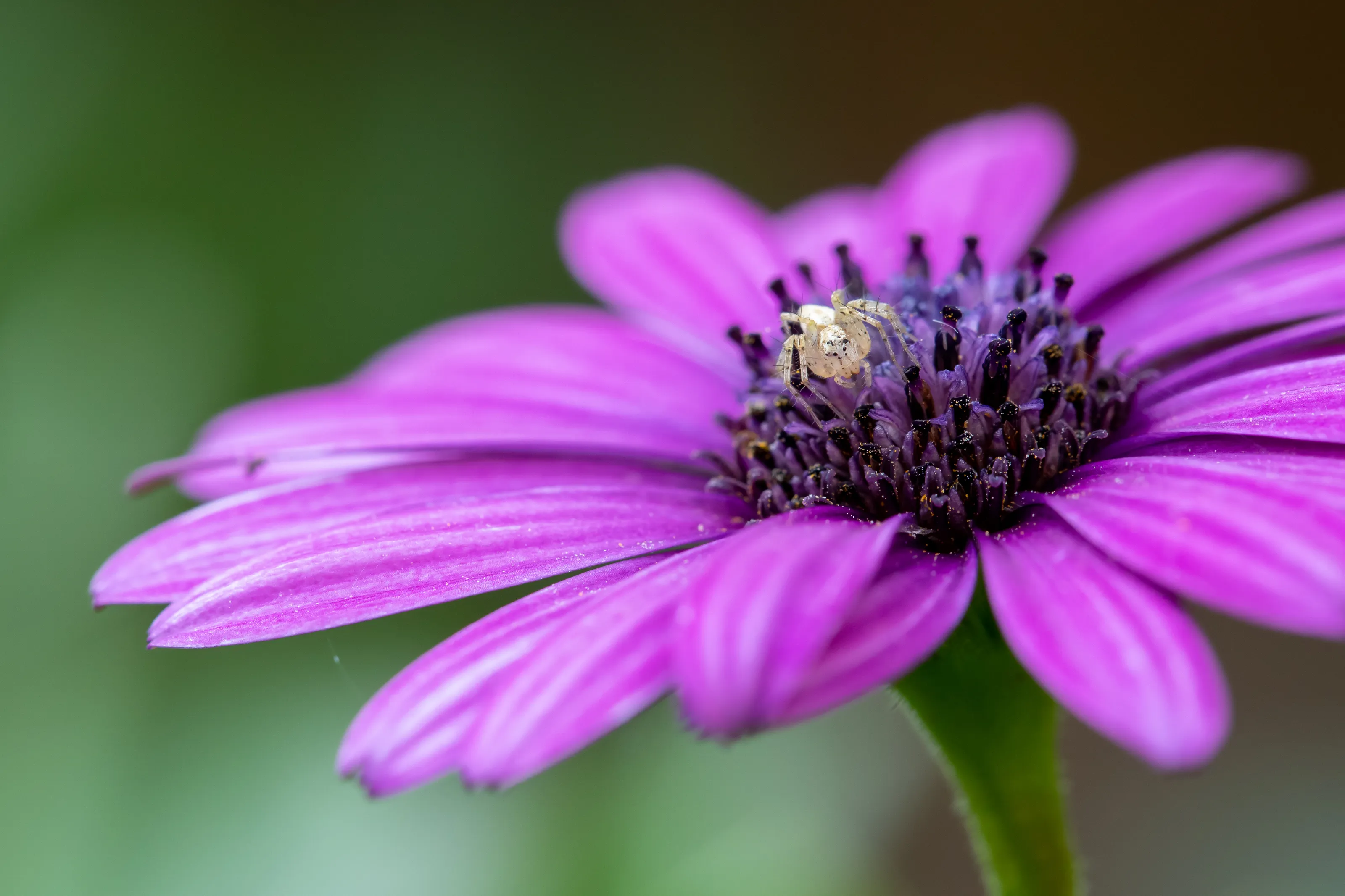 Spiders on Plants and Flowers (colour only)
