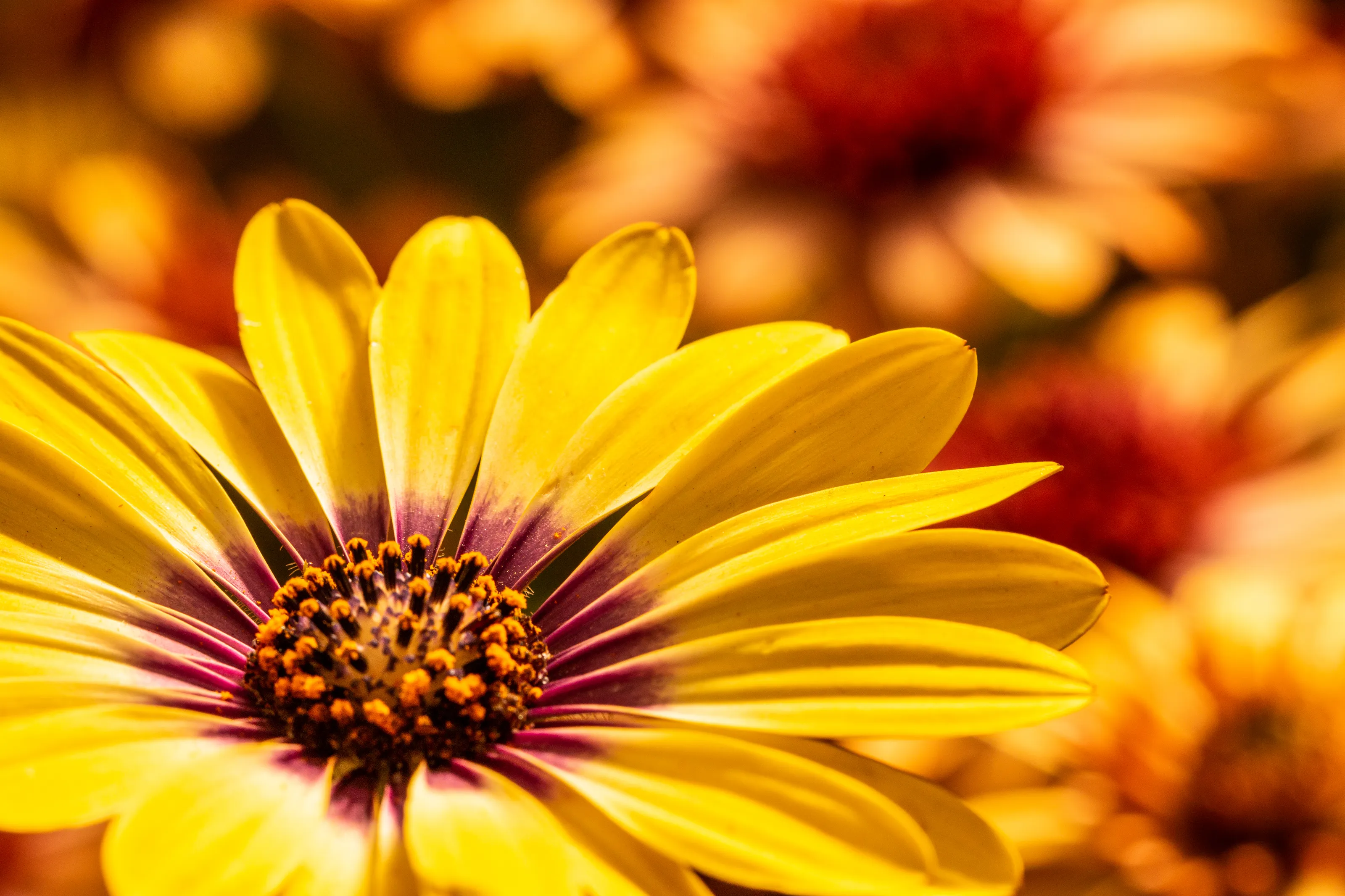 Colourful Flowers in Close-Up