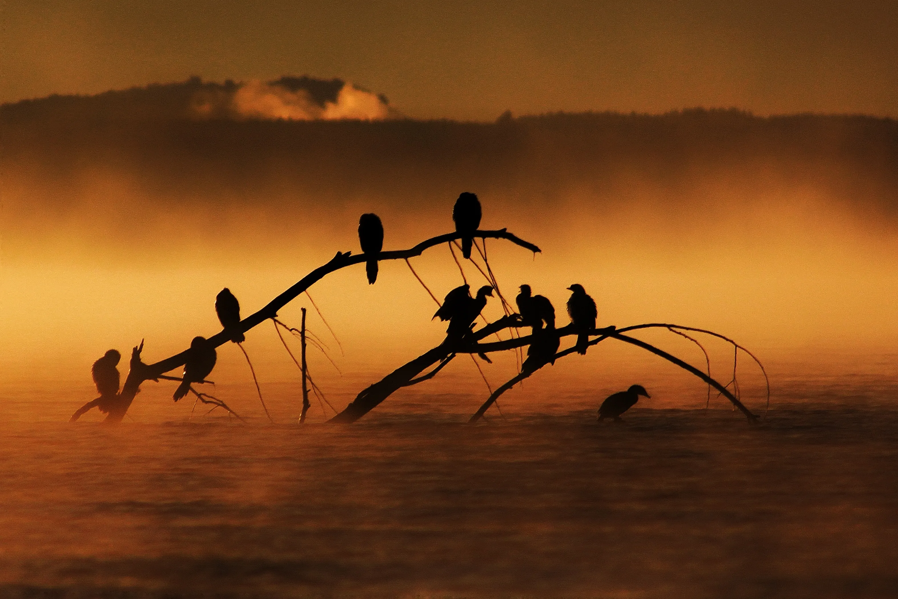 Animal Silhouettes