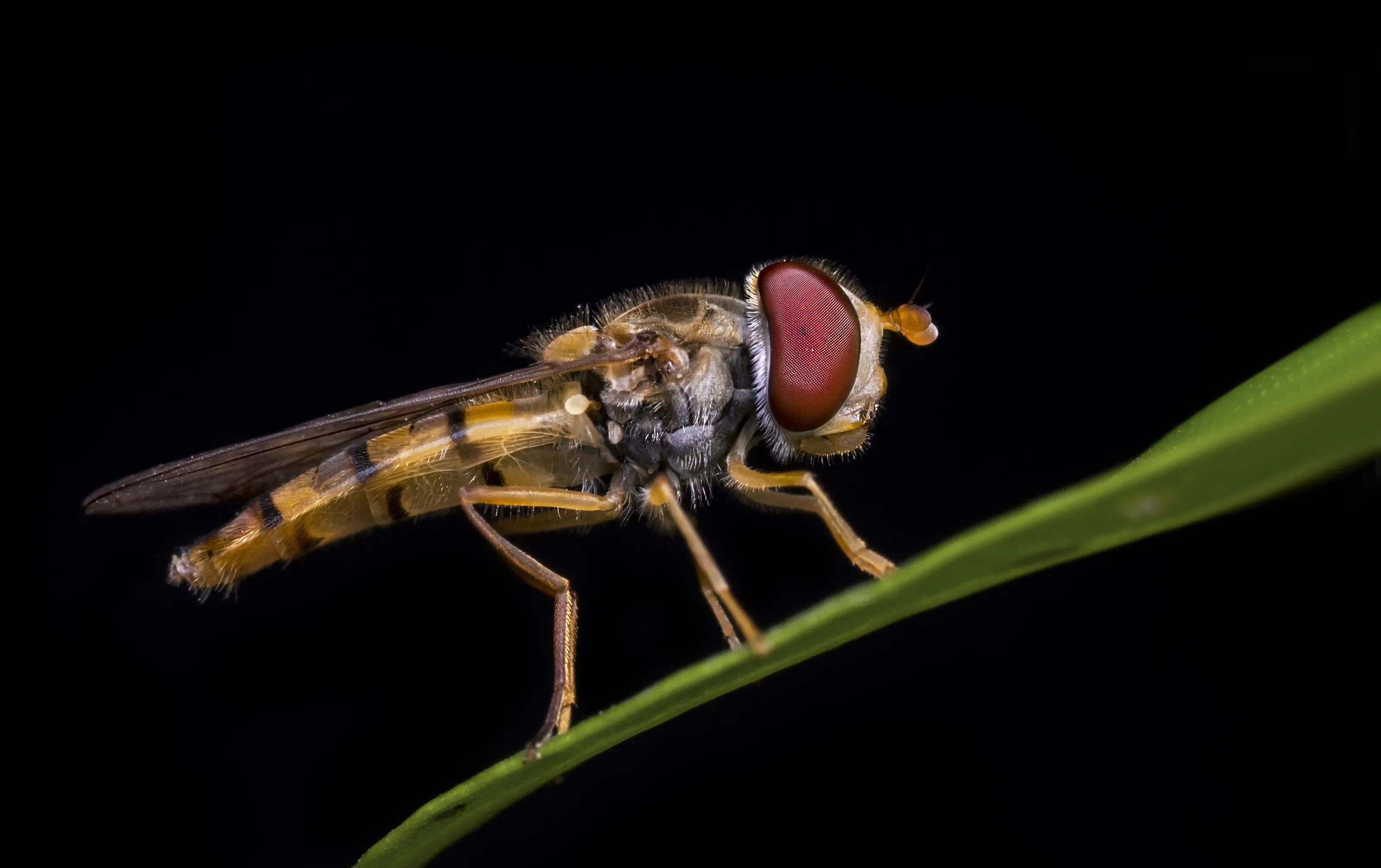 Flies, Bees, Wasps and Dragonflies