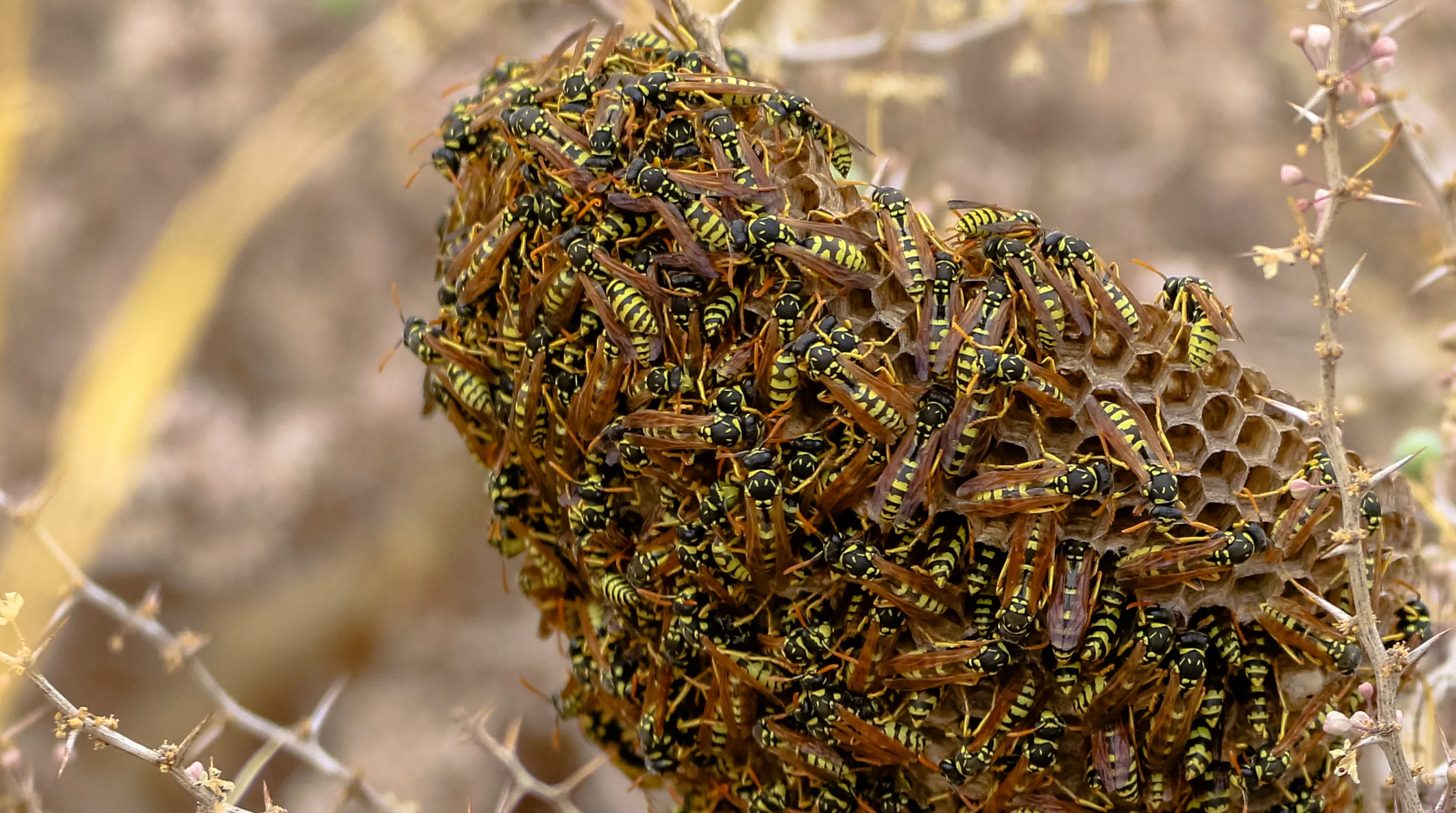 Bug Homes