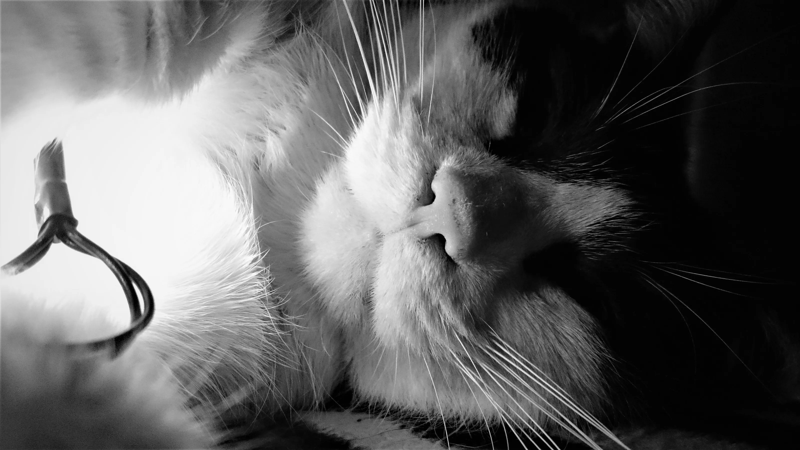 Feline Whiskers in Black and White