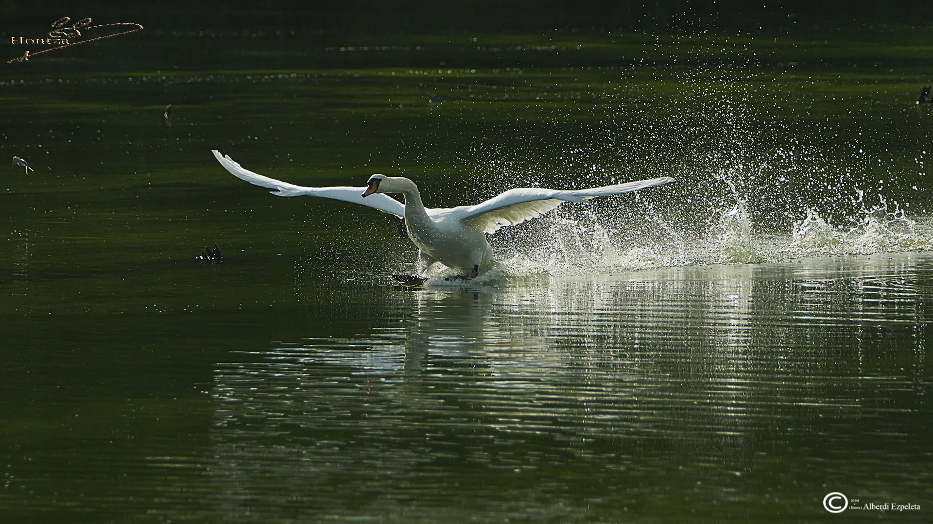 White Swans in Colour