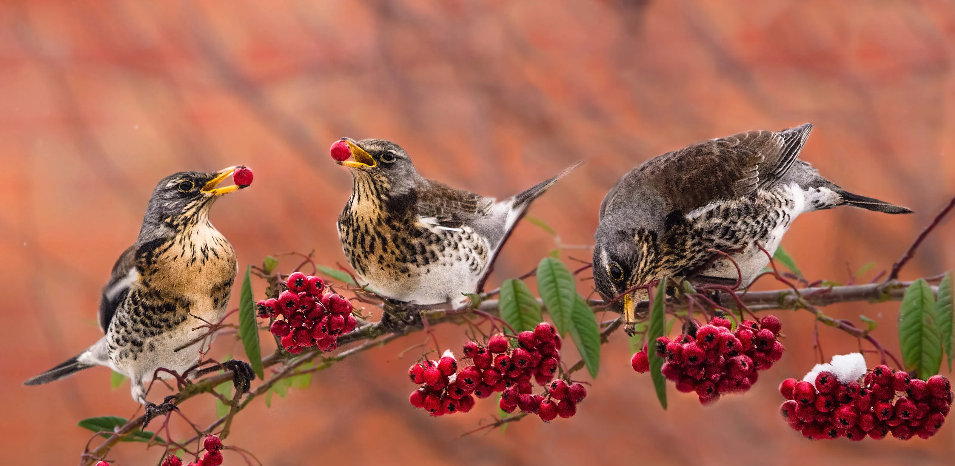 Garden wildlife