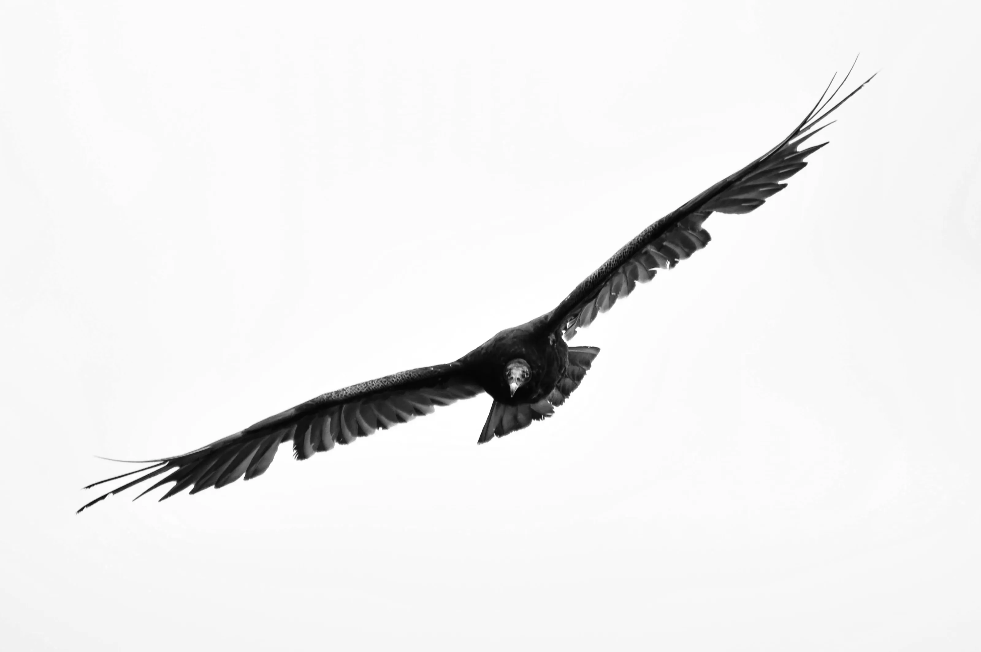 Vultures