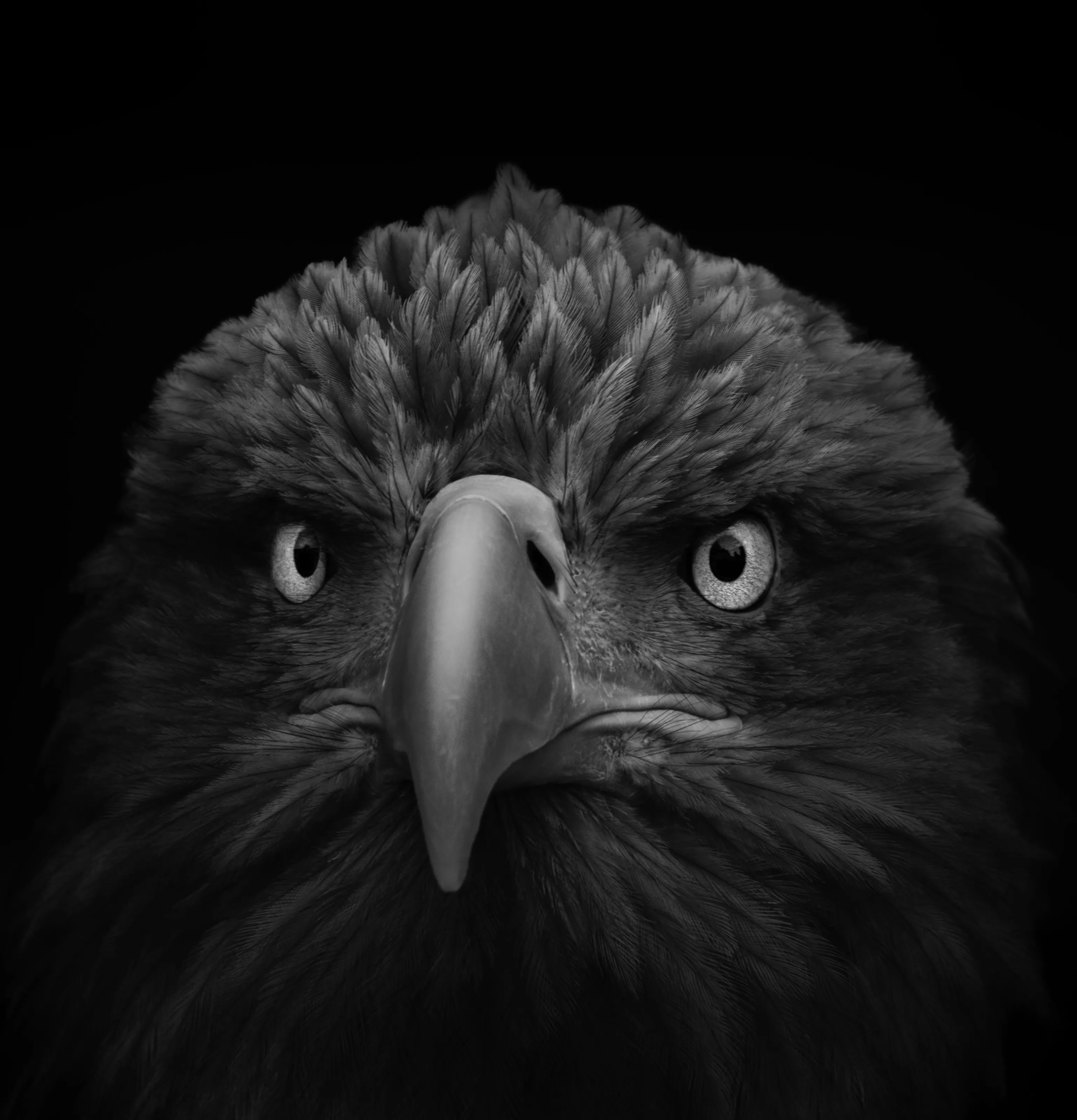 Close-Up Birds in Black and White