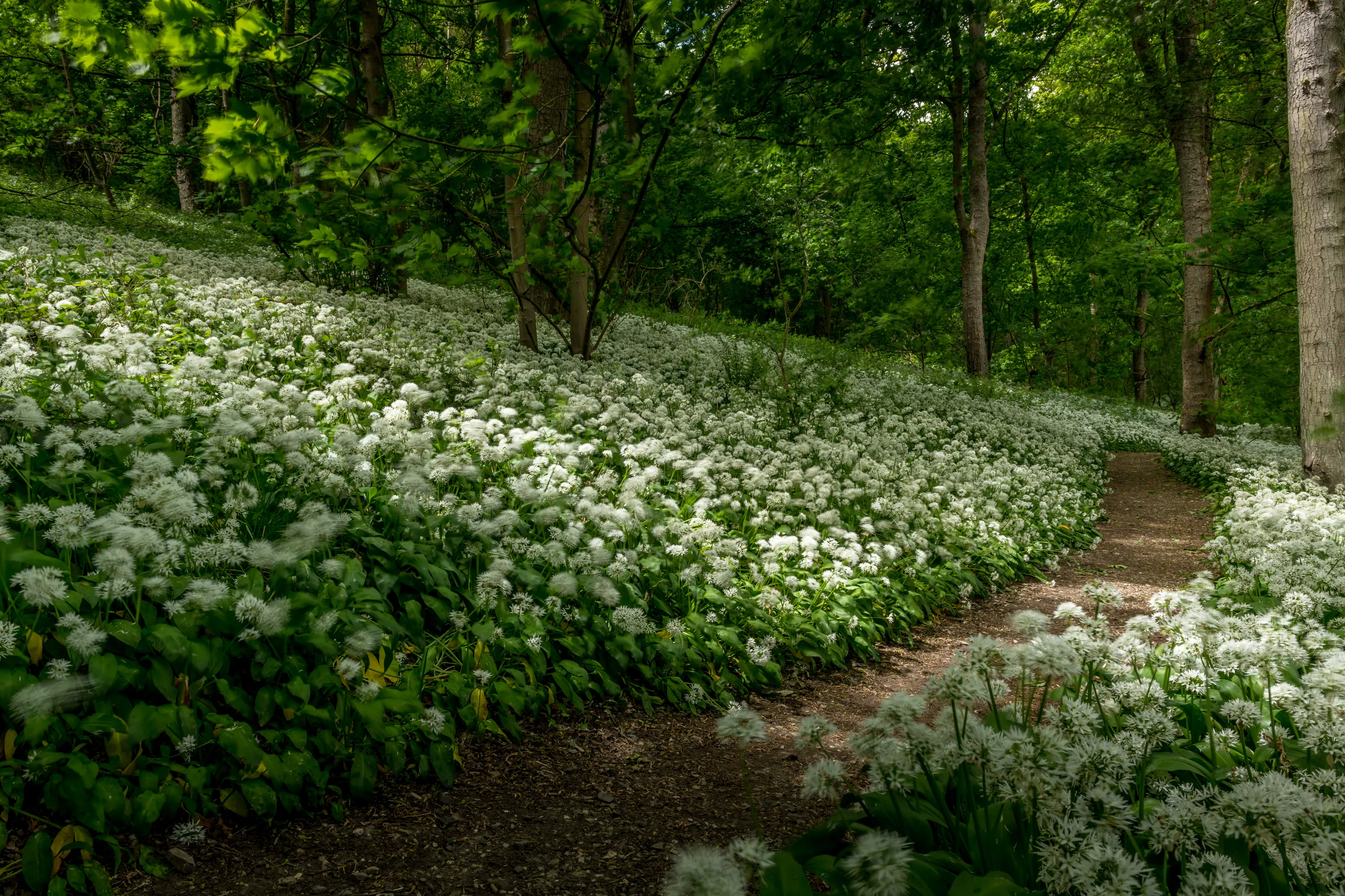 Wild Garlic