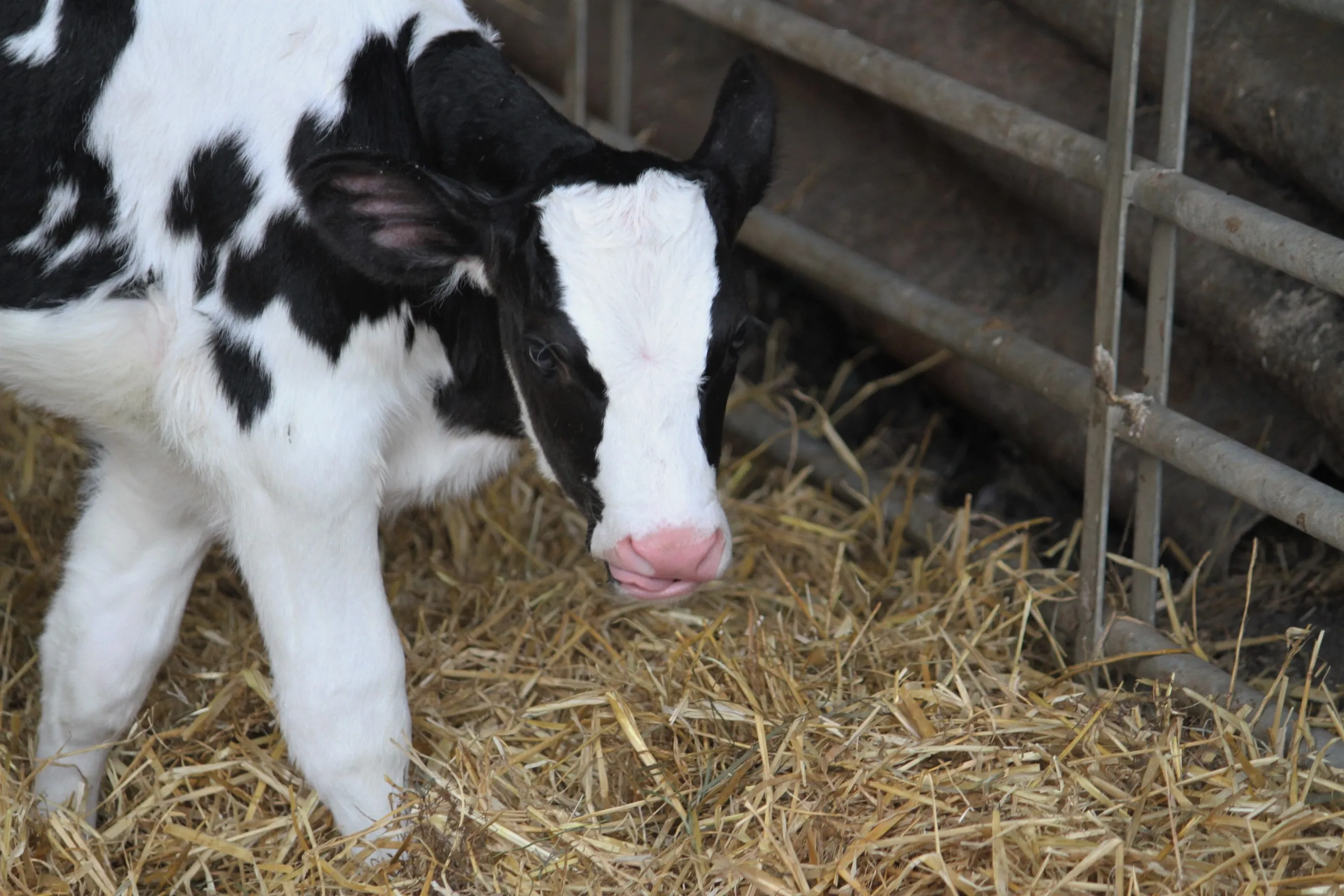 Calving and Calves