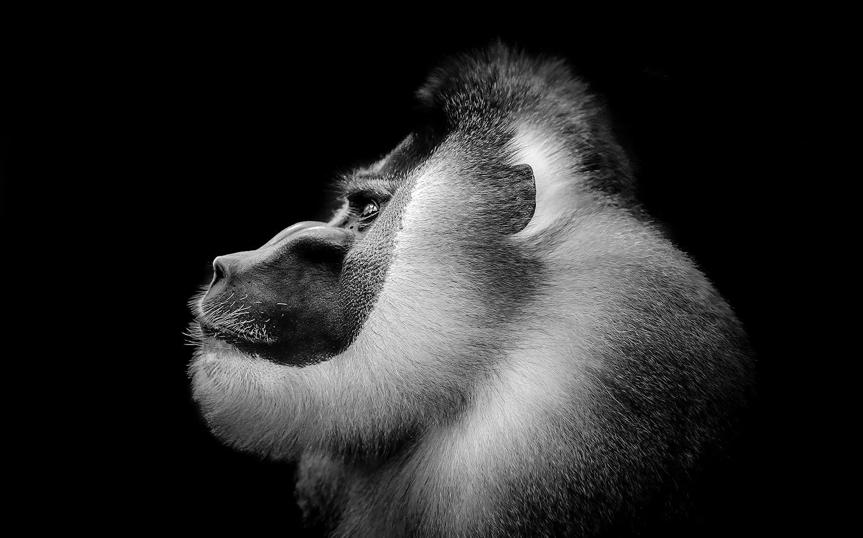 Animal portraits in black and white