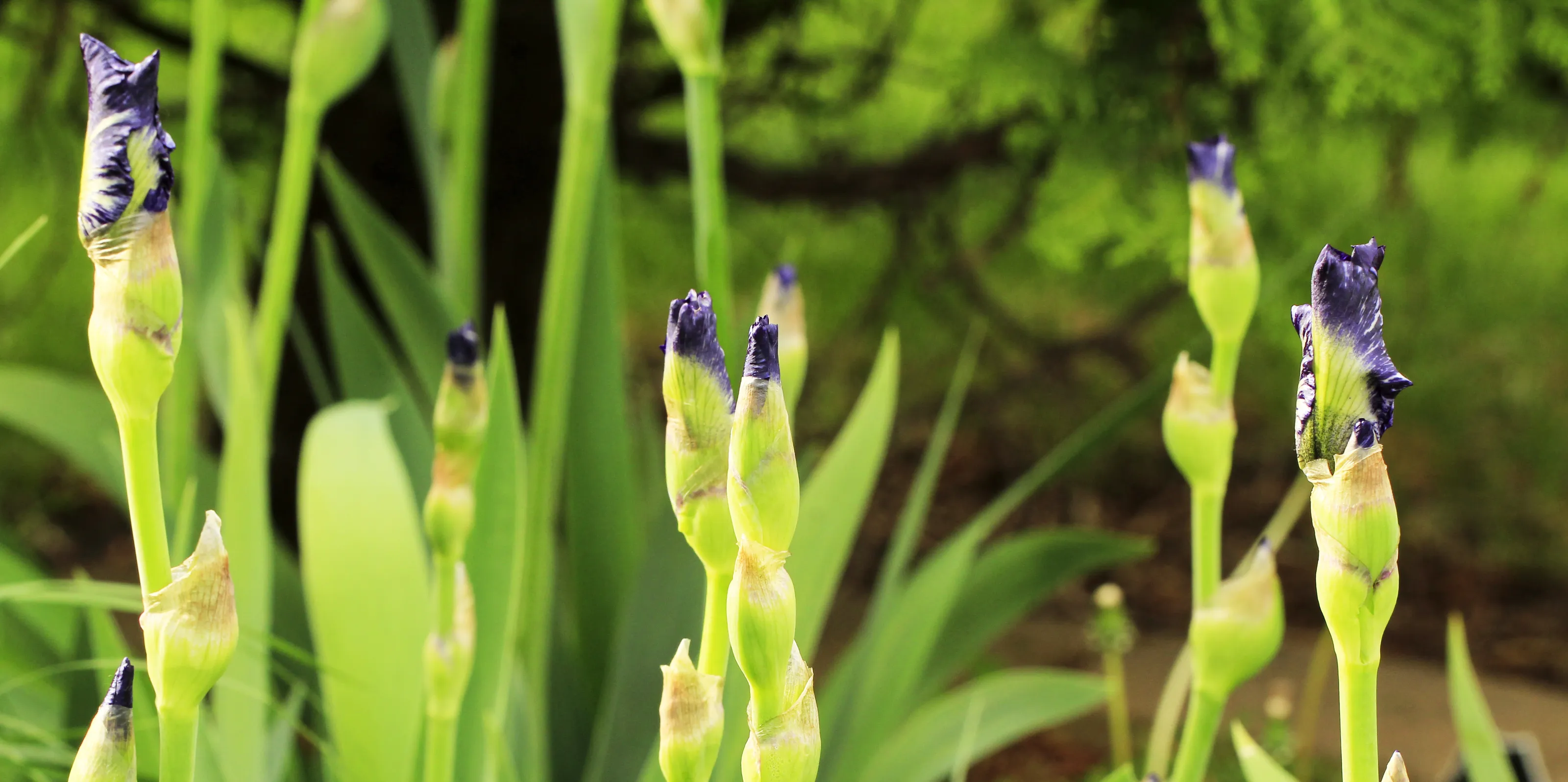 Flower Buds in Colour