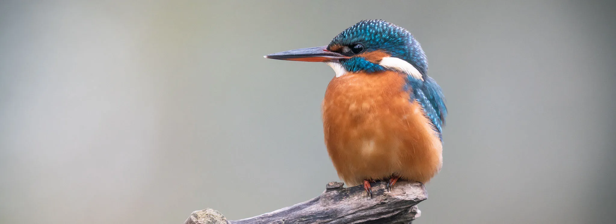 Kingfishers