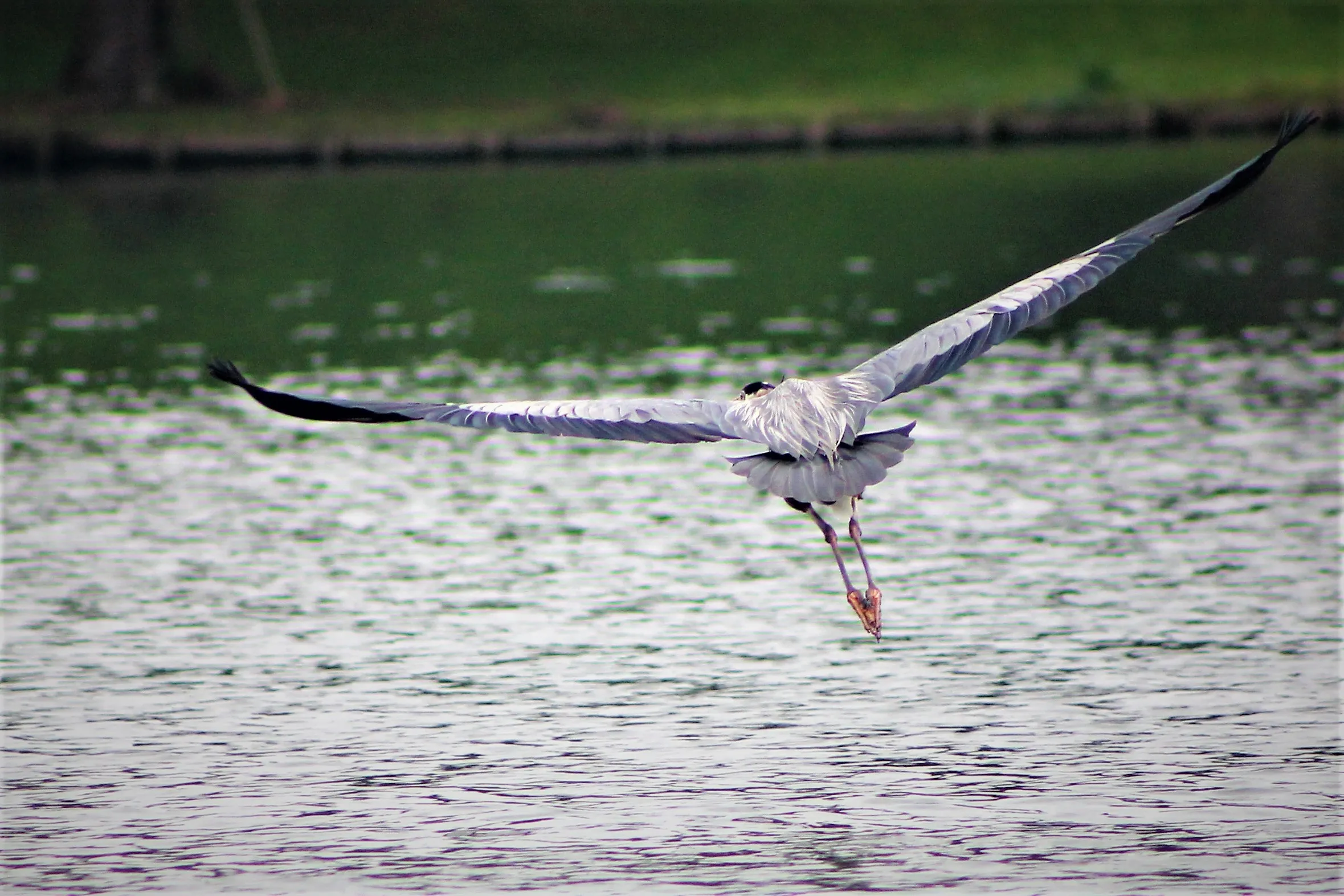 Single Bird Flying Low Over Water