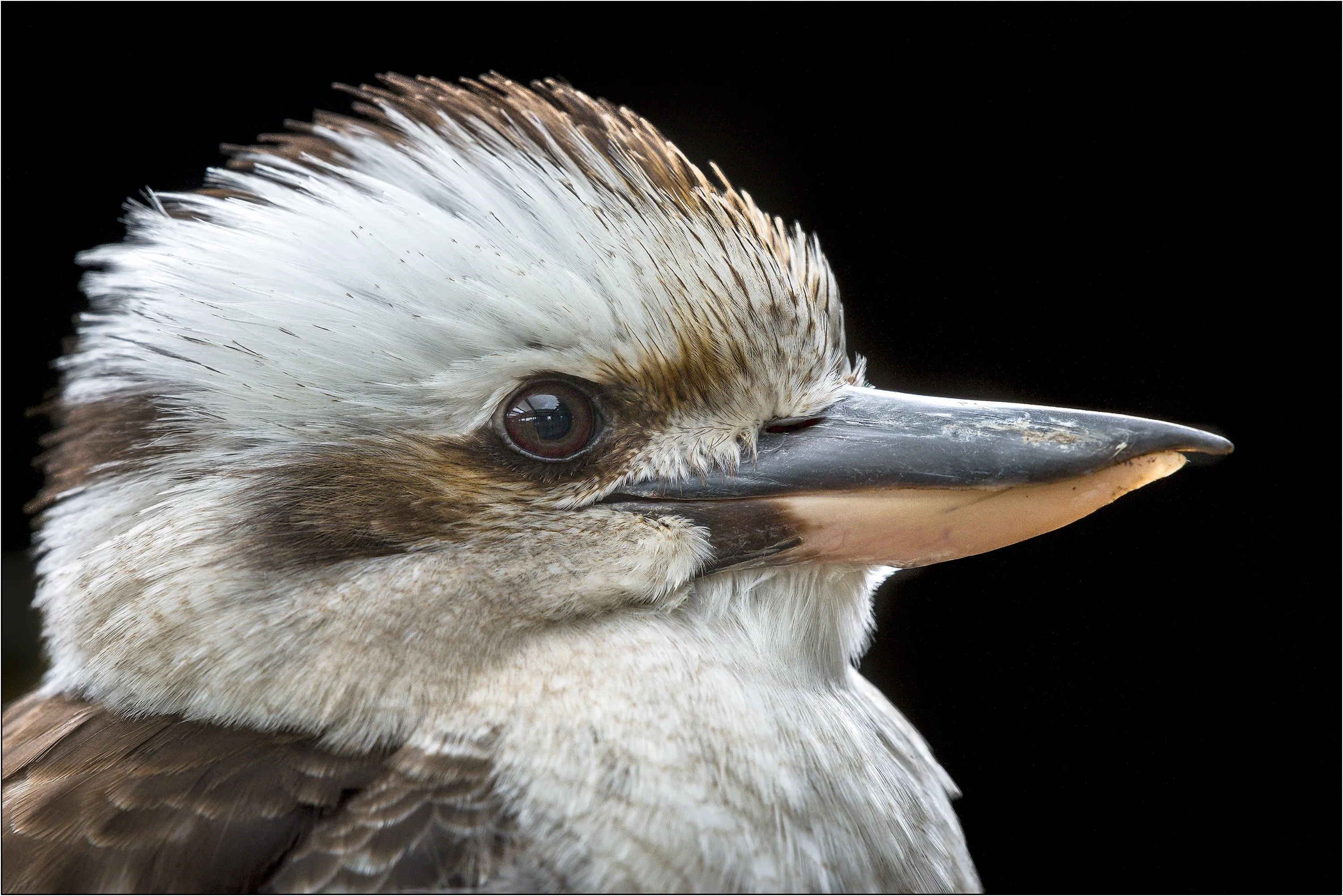 Faces of Birds