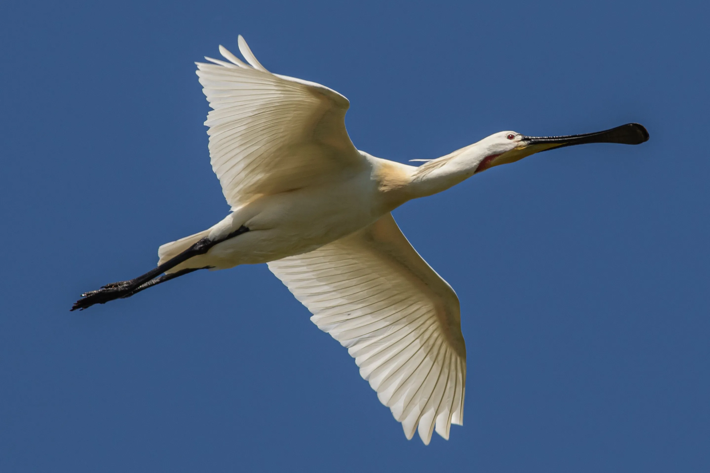 White Birds in Colour
