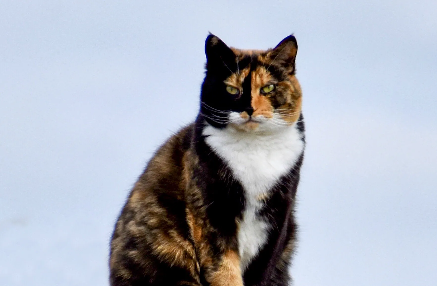 Grumpy Looking Domestic Cats