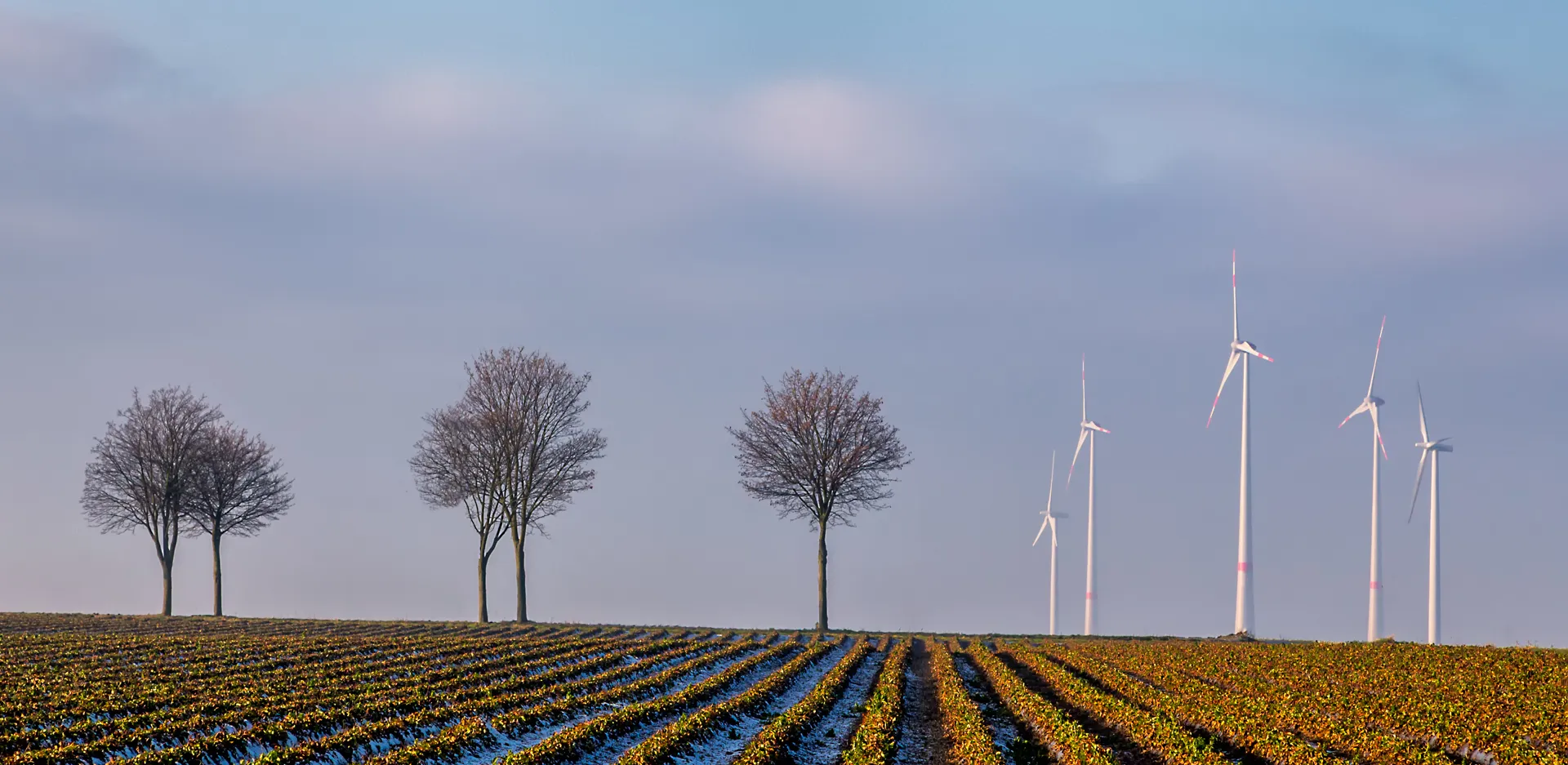 Contrasting Elements in Composition