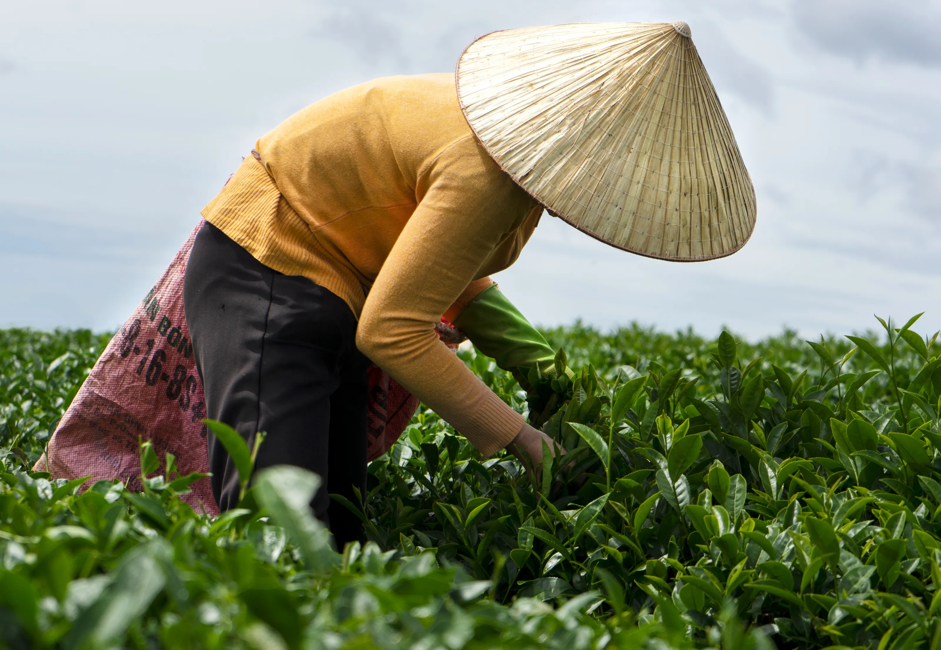 Harvests