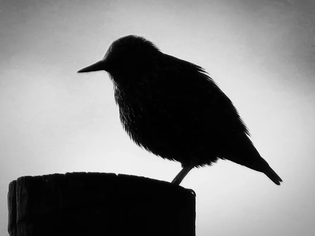 Silhouettes In Black And White (no people)
