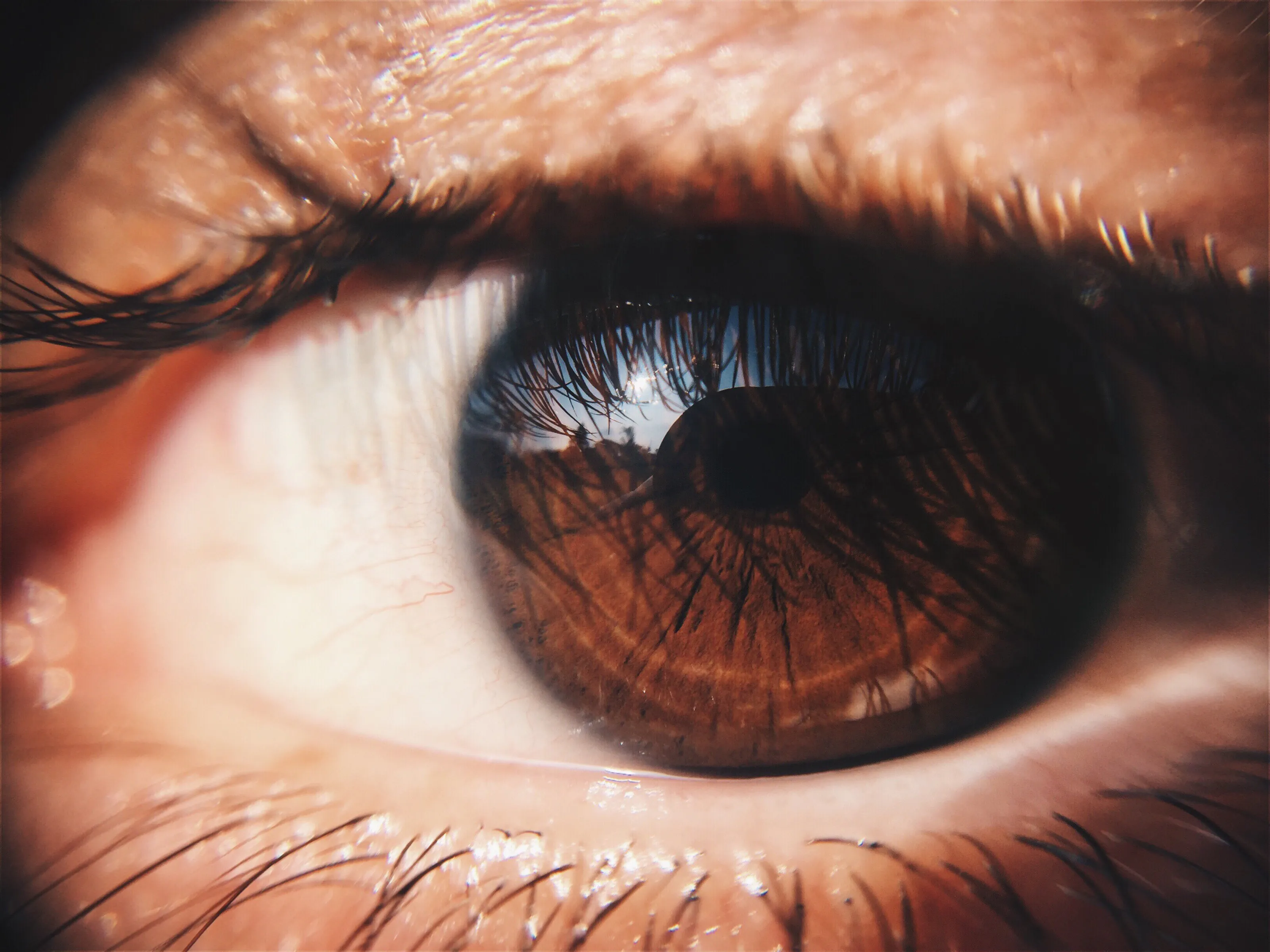 Brown Human Eyes Close Up (in colour)