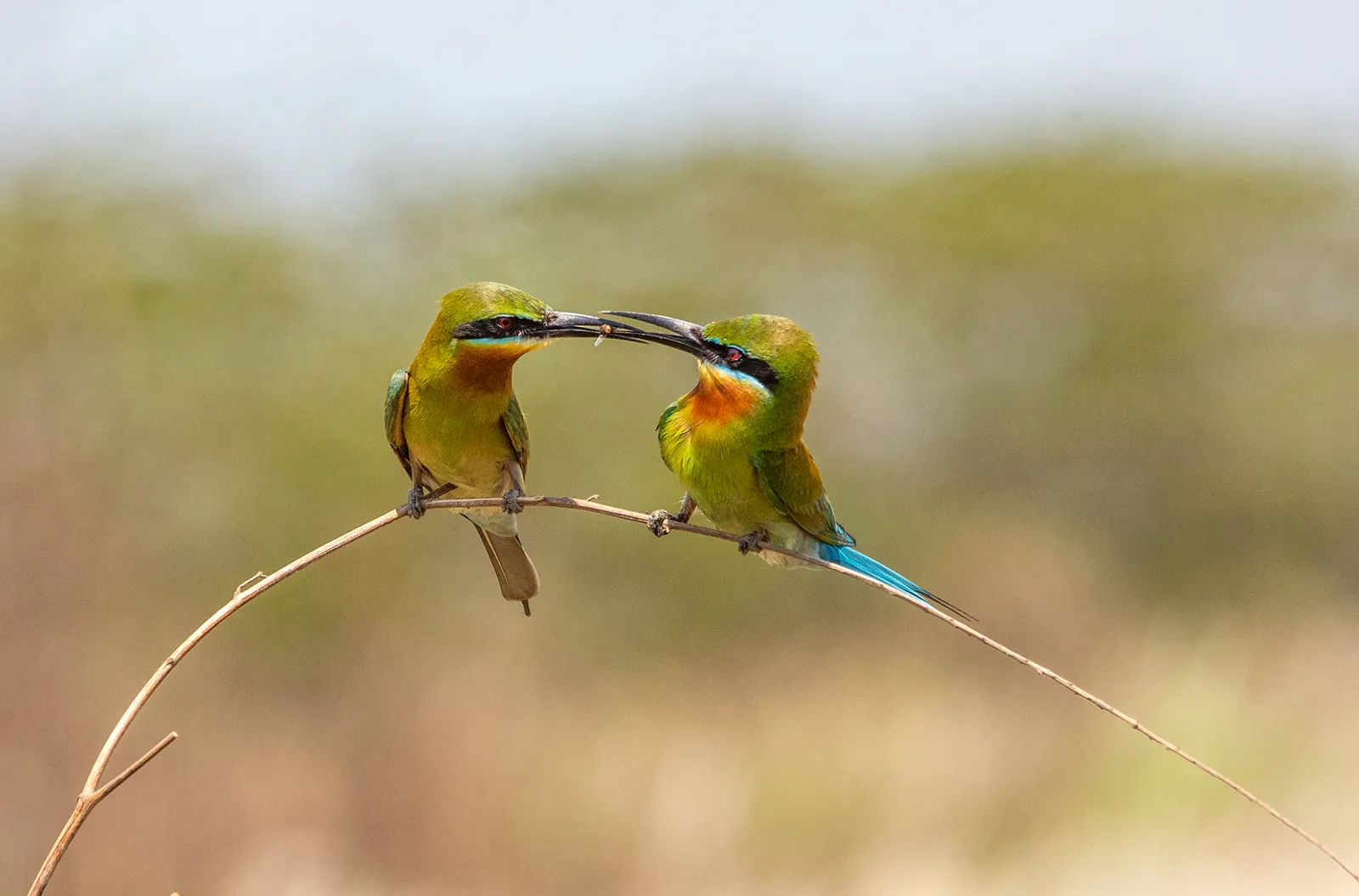 Wild Birds with Open Beaks (in colour)