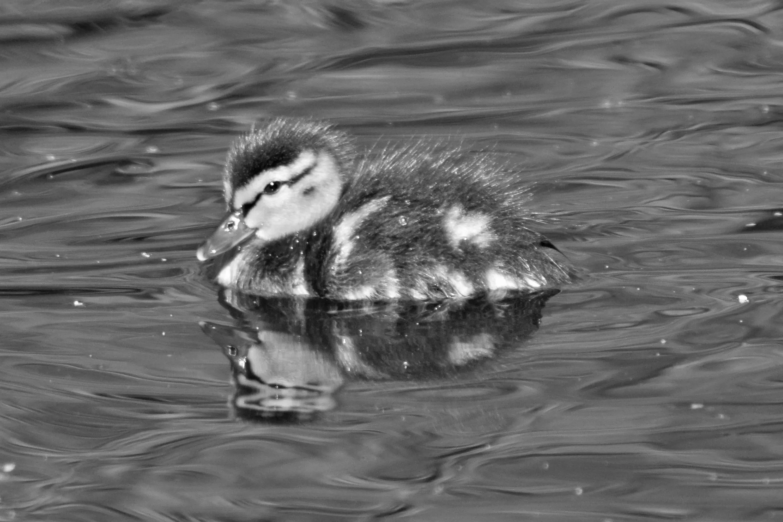 Ducklings in Black and White