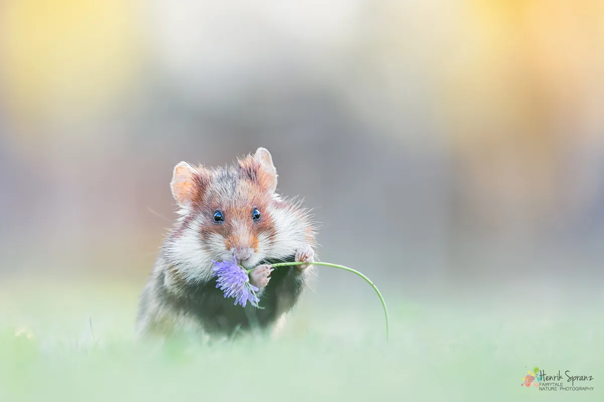 Mice or Rats in Colour