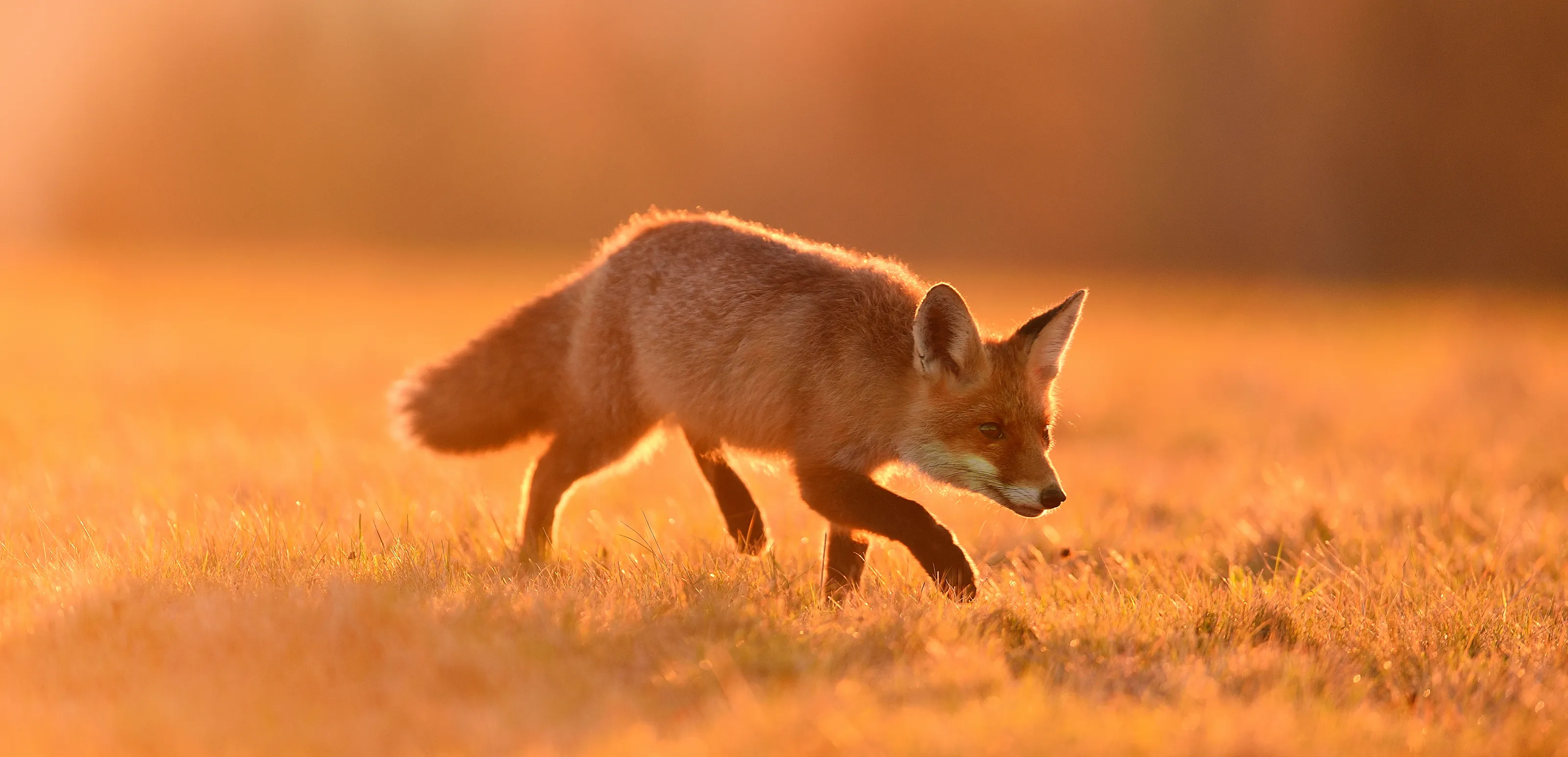 Local wildlife
