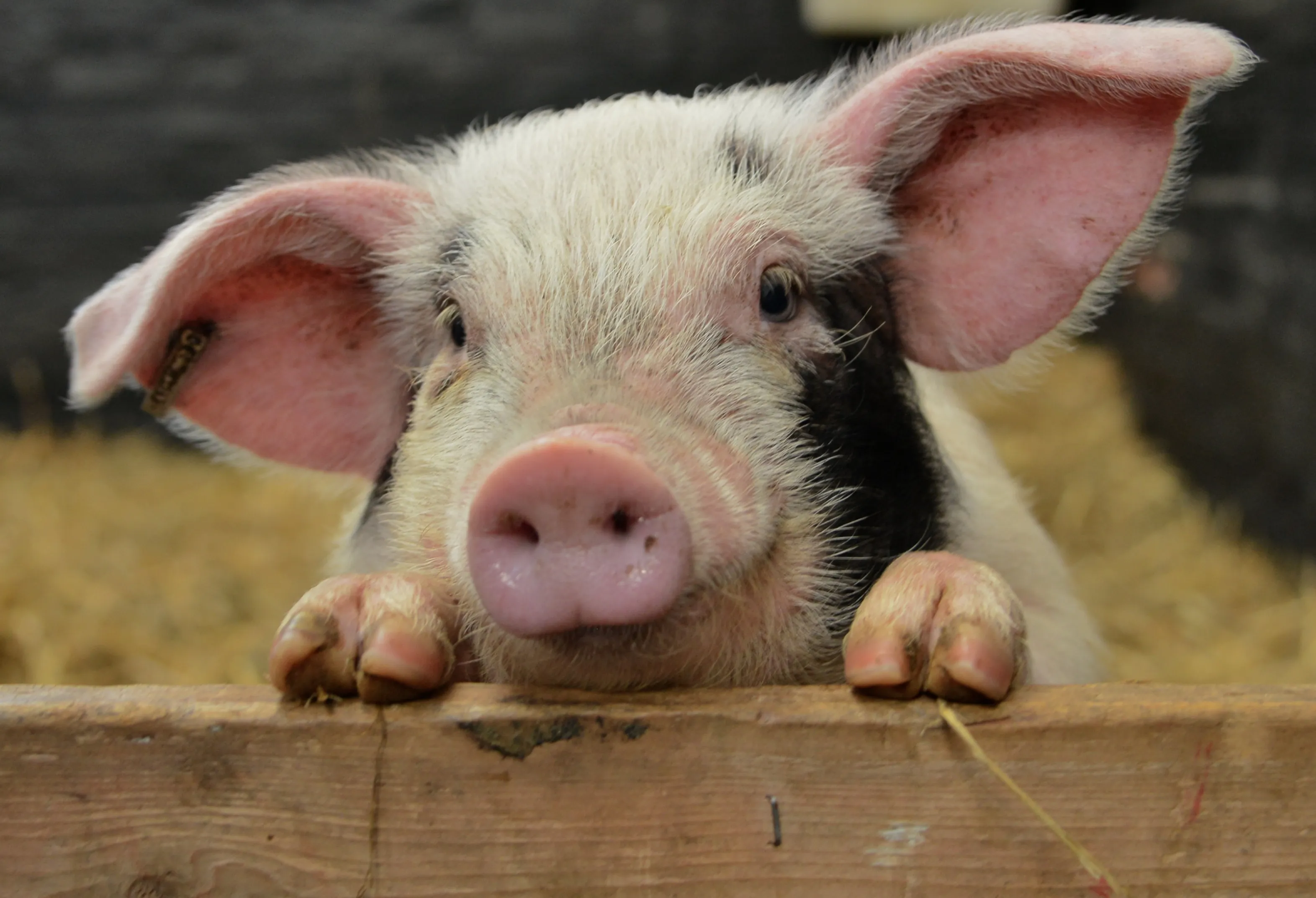 Farm Animals