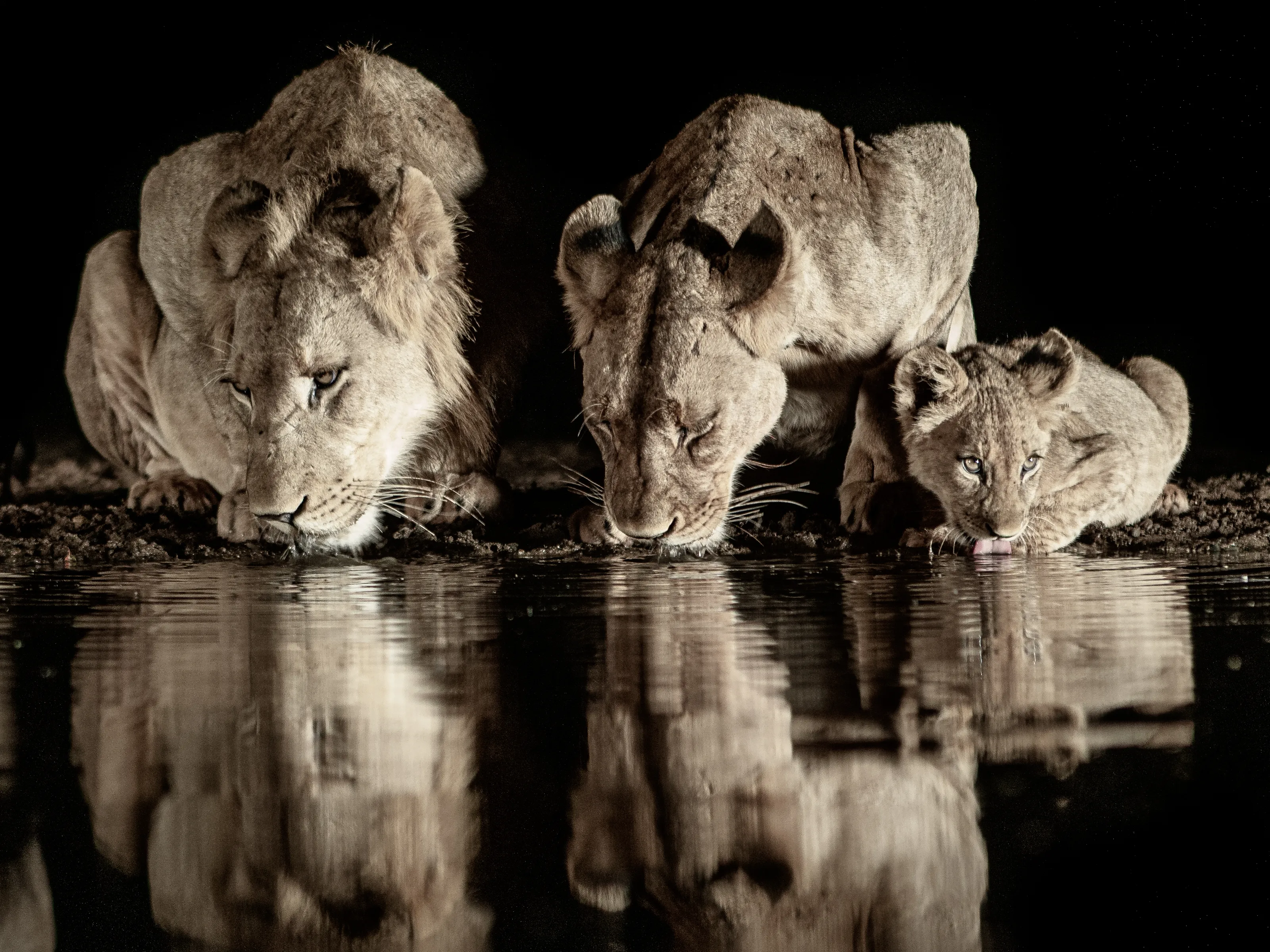 The Safari Big Five
