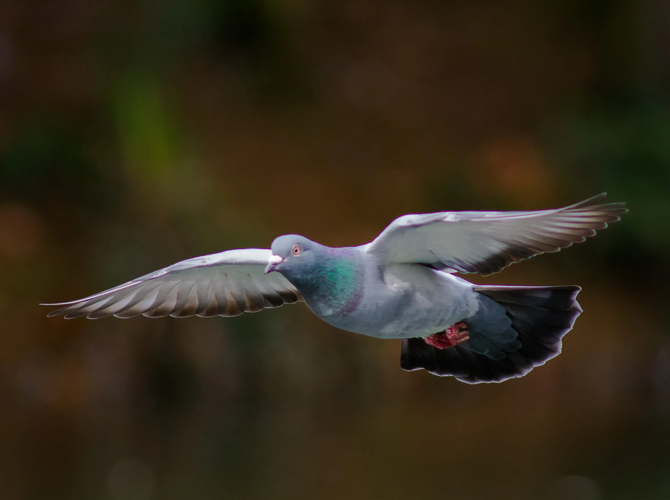 Pigeons